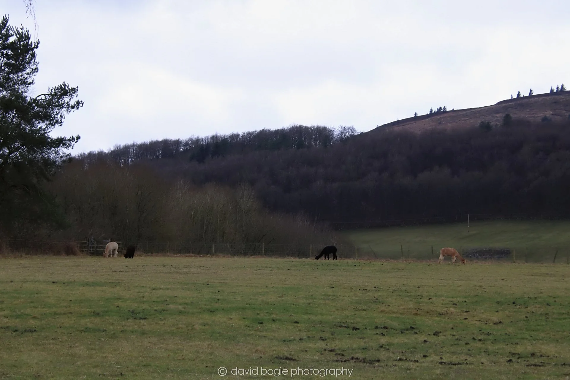 YEAR20230215 Lochore IMG_0039.jpg