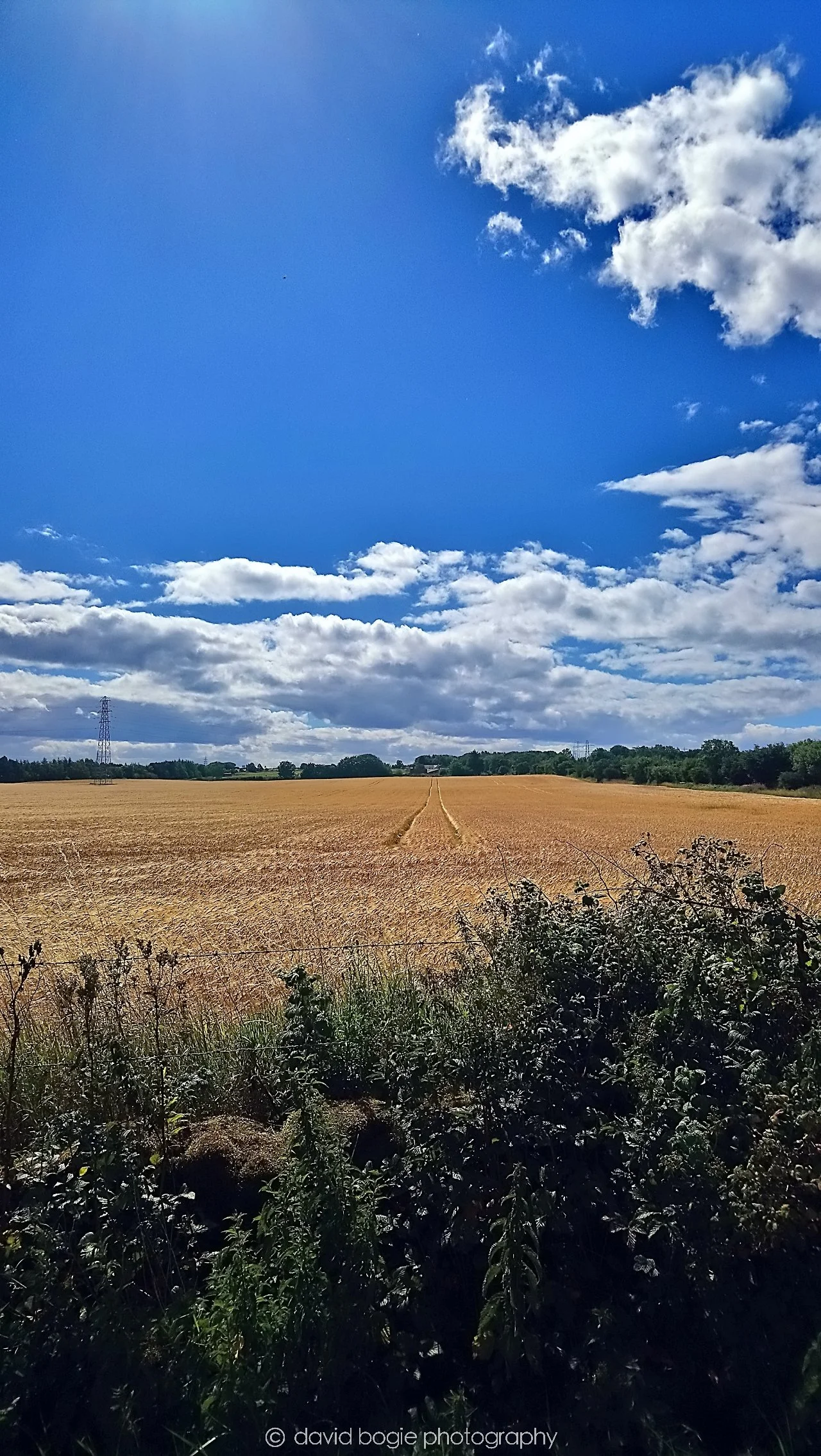 YEAR20180809 121328 Wemyss Firs 0001.jpg