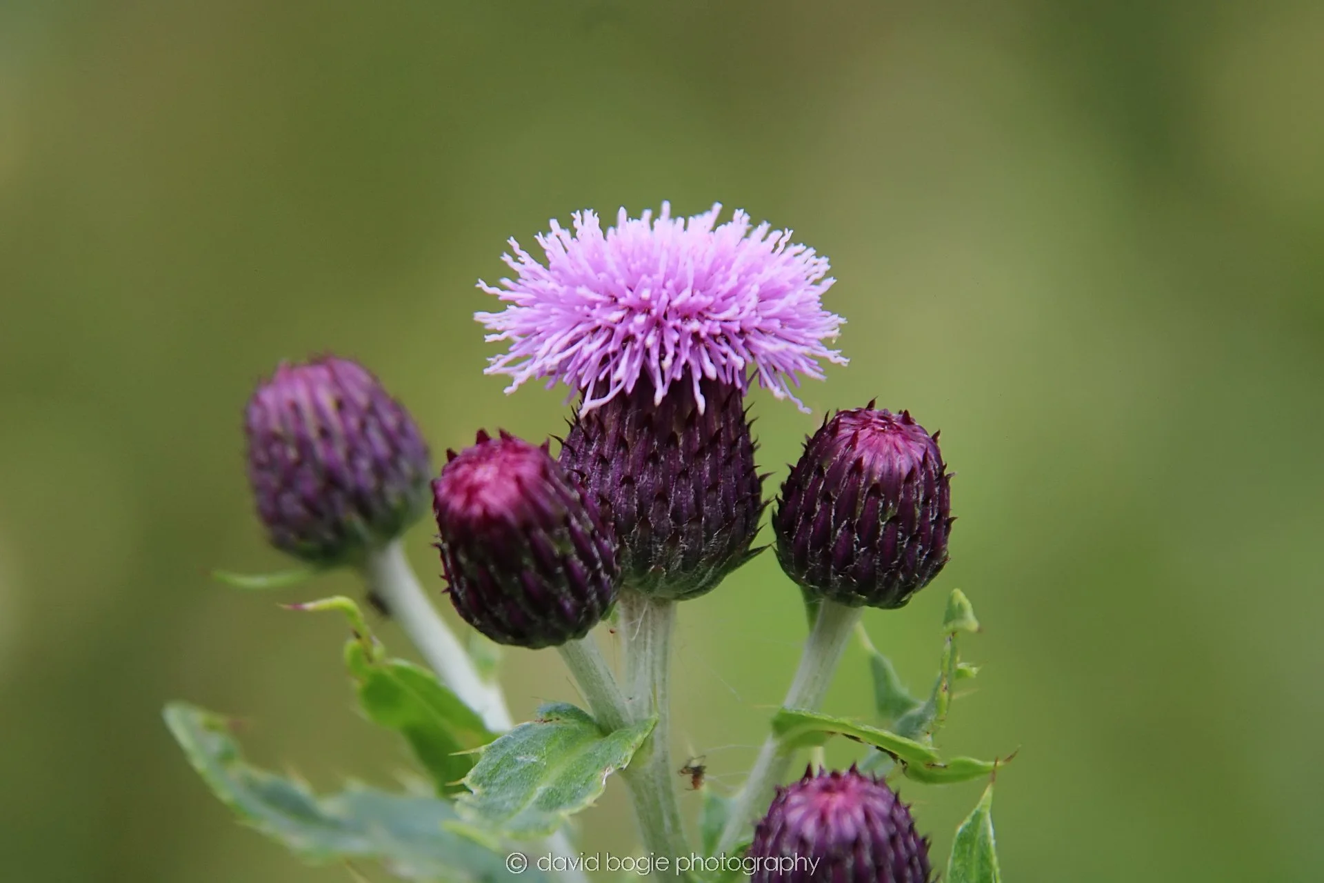 YEAR20230710 Lochore Meadows 115100 00001.jpg