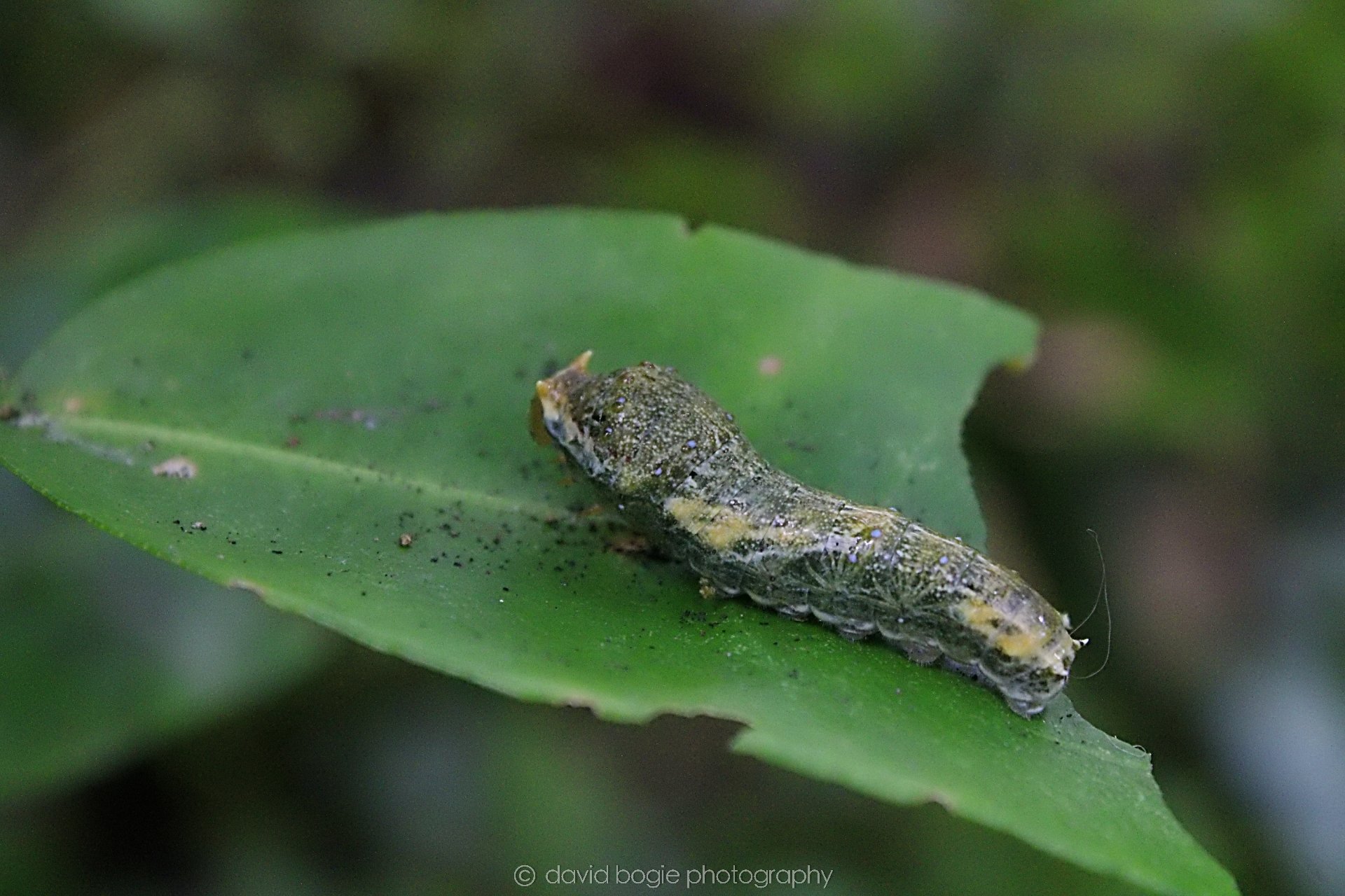 20191019 123509 Butterfly World 0016.jpg