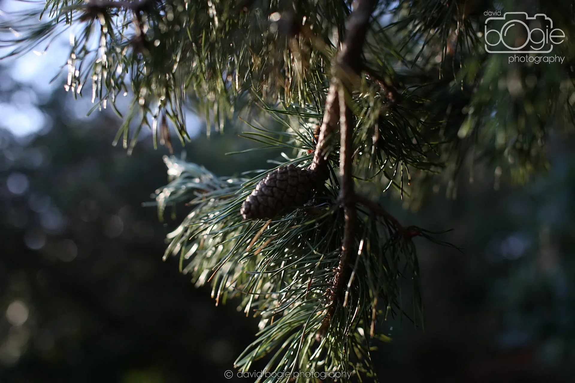 20251125 141950 Silverburn 0370.JPG