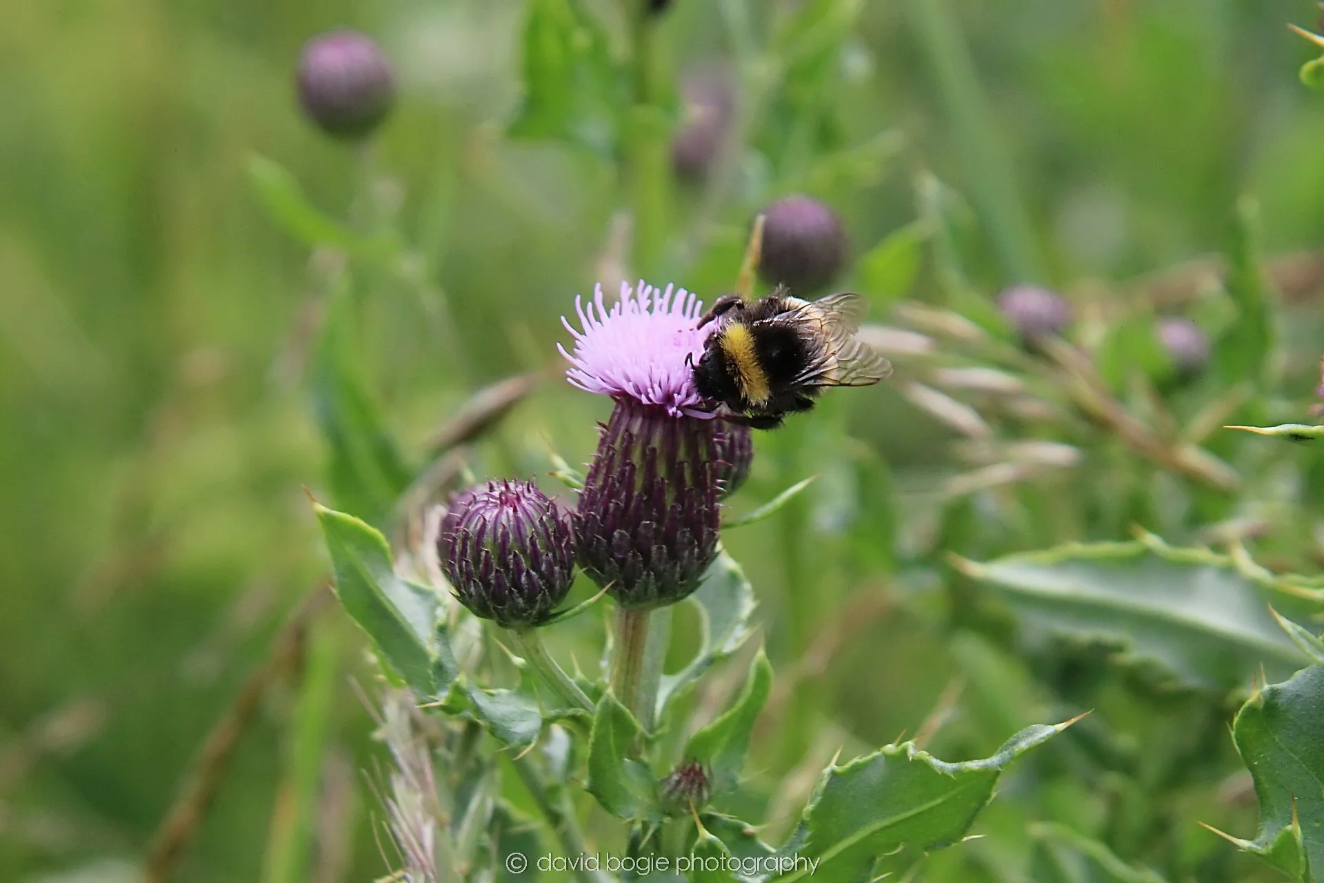 YEAR20230710 Lochore Meadows 120200 00001.jpg