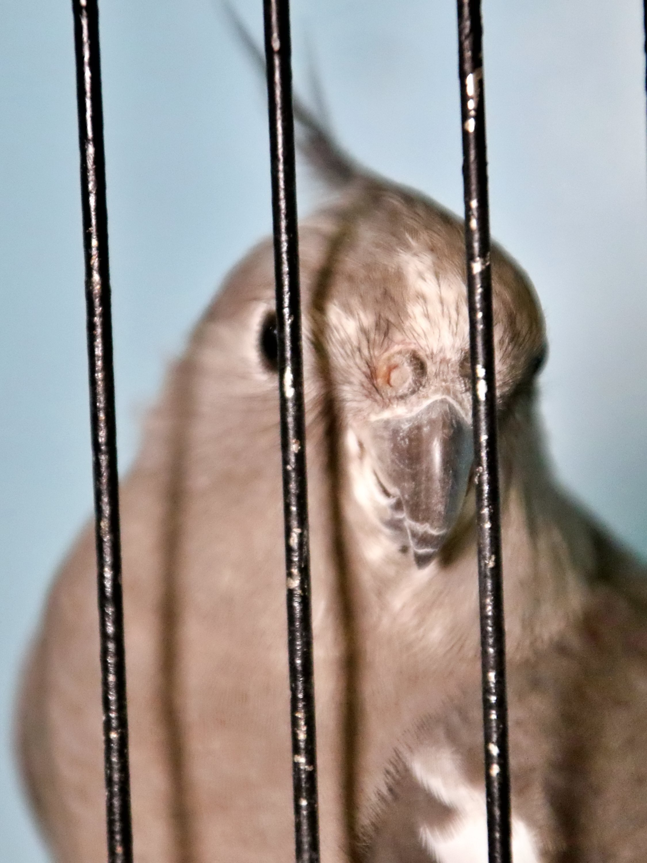 20251102 125156 Markinch CBS  0591.JPG