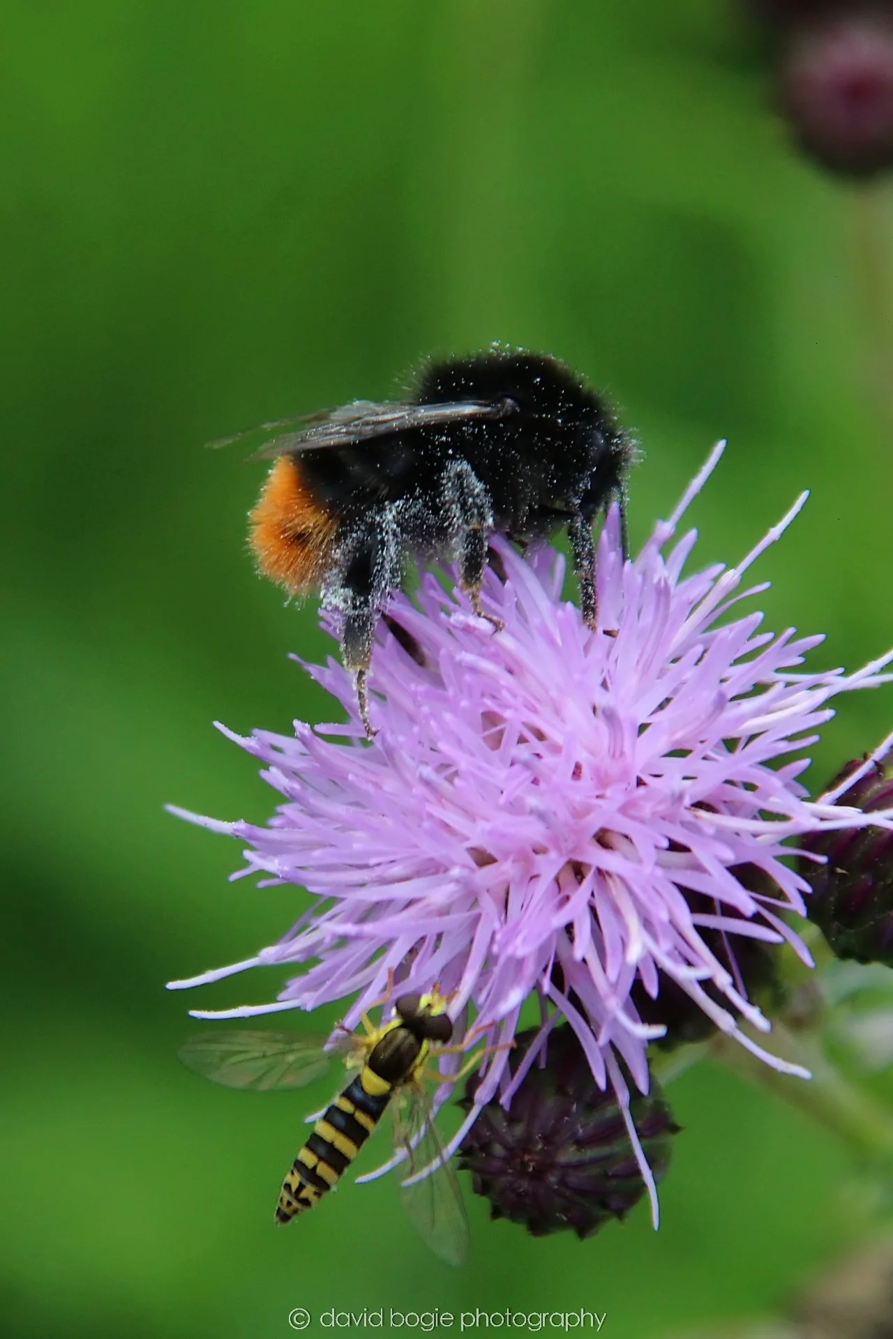 YEAR20230710 Lochore Meadows 115600 00003.jpg
