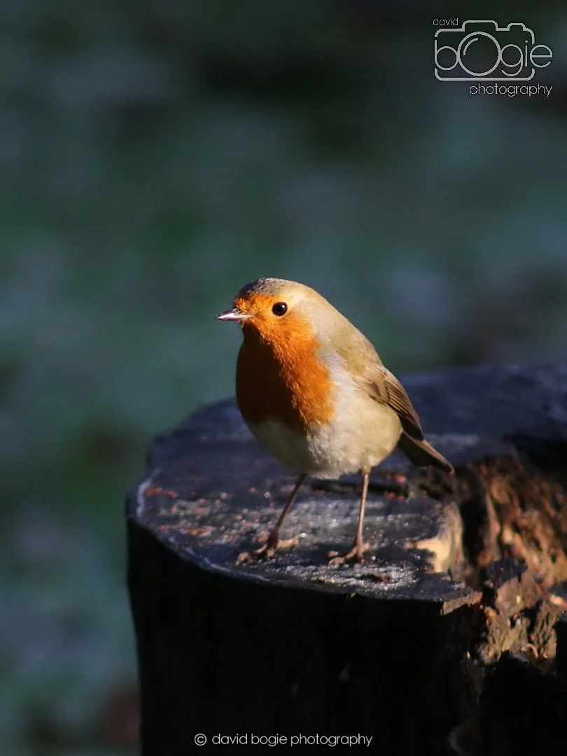 20251231 130838 Silverburn 0063.JPG