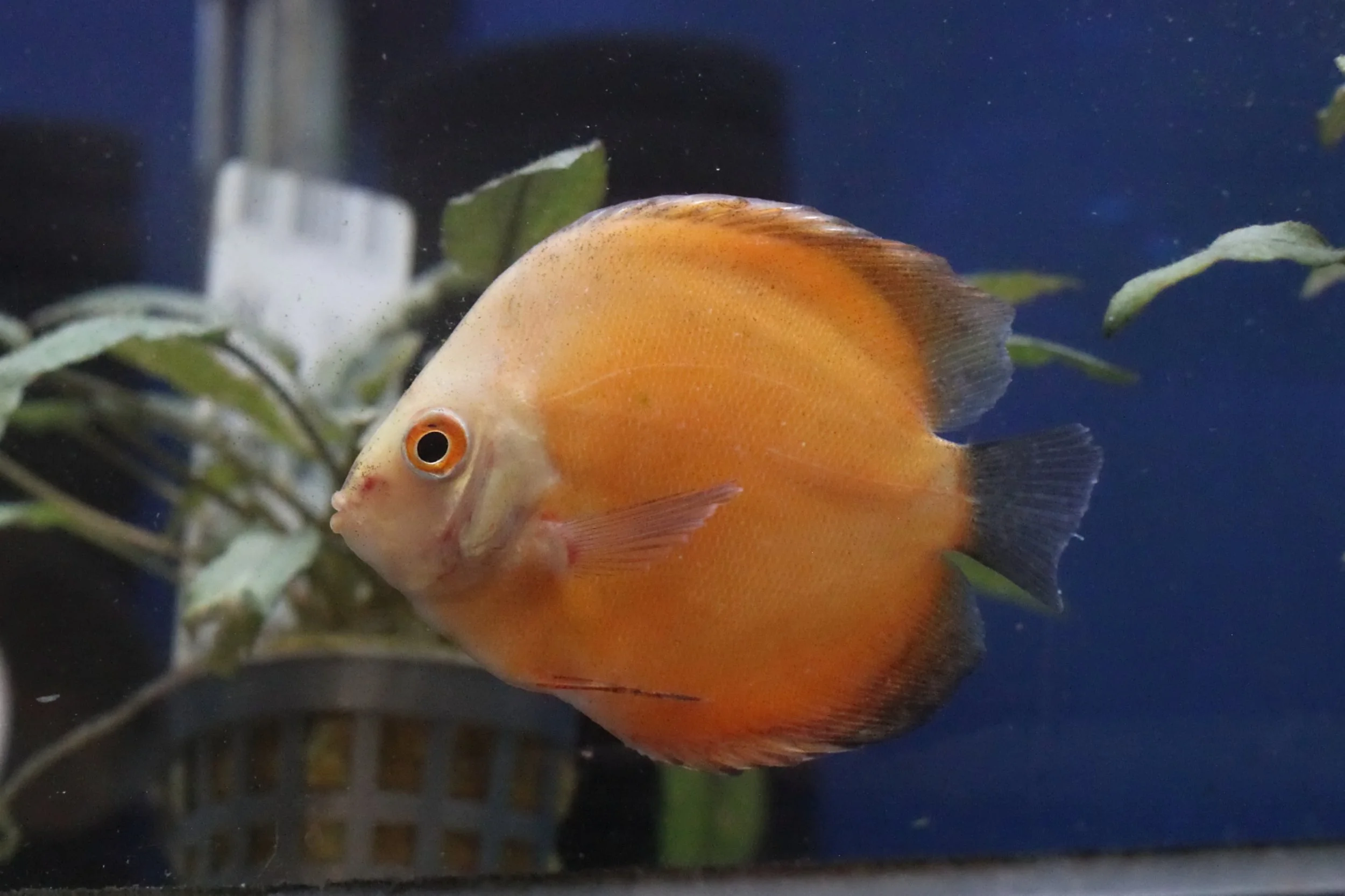 20251206 123823 K&S 0043.JPG