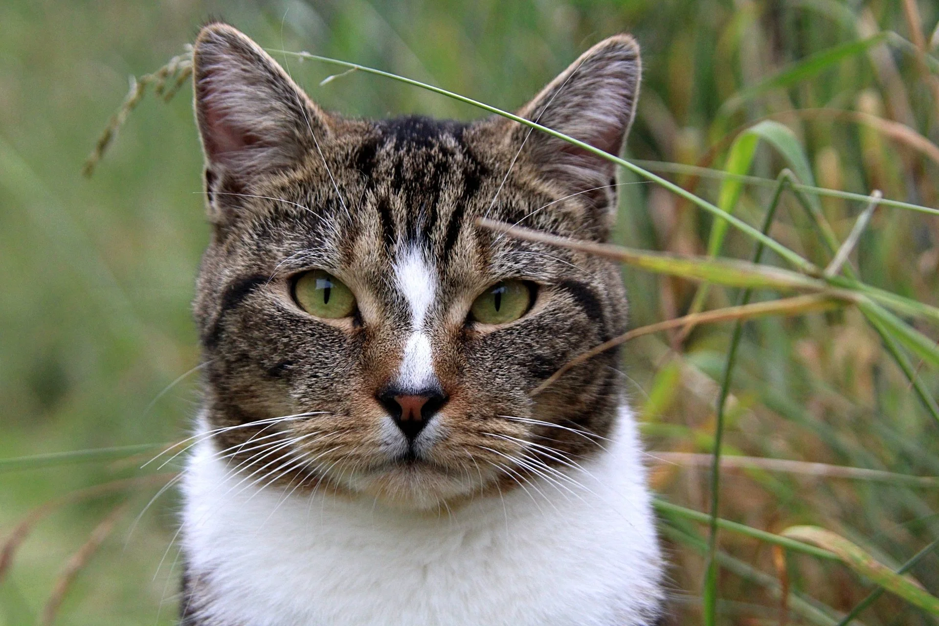 CATS 0195.jpg