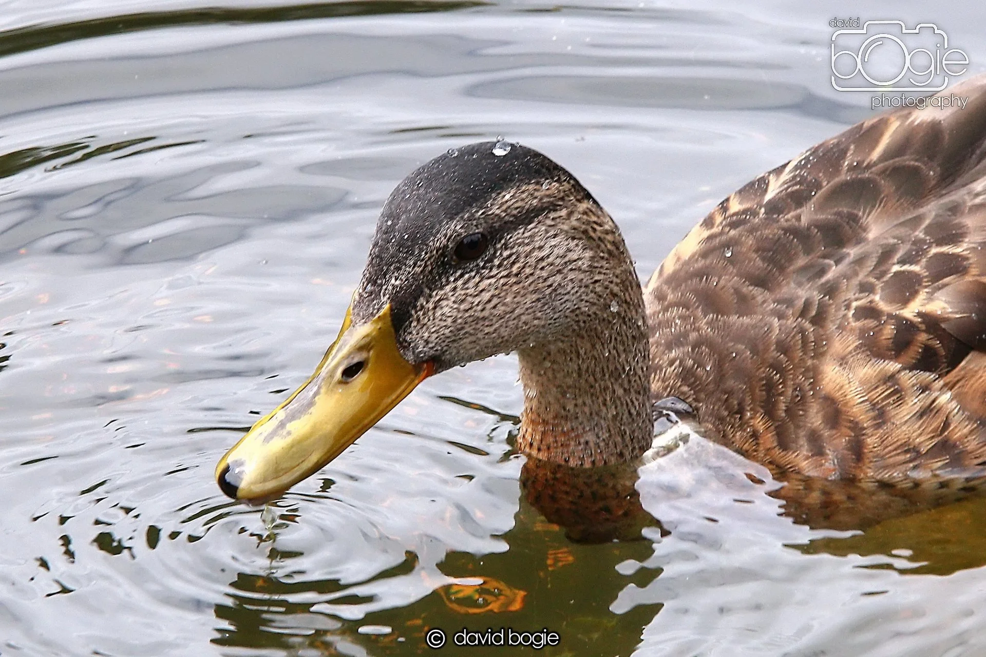 20240722 132355 Beveridge 0080.JPG