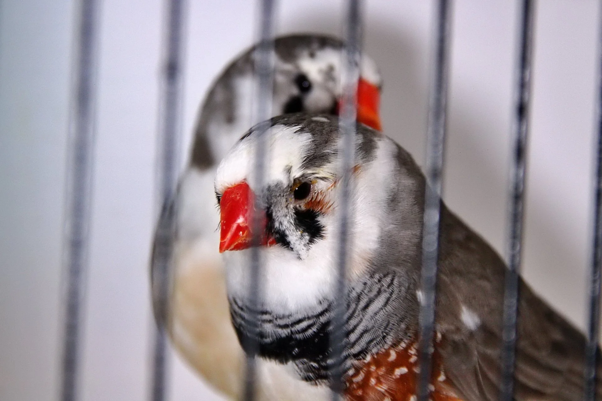 20241103 141012 MCBS Show 0744.JPG