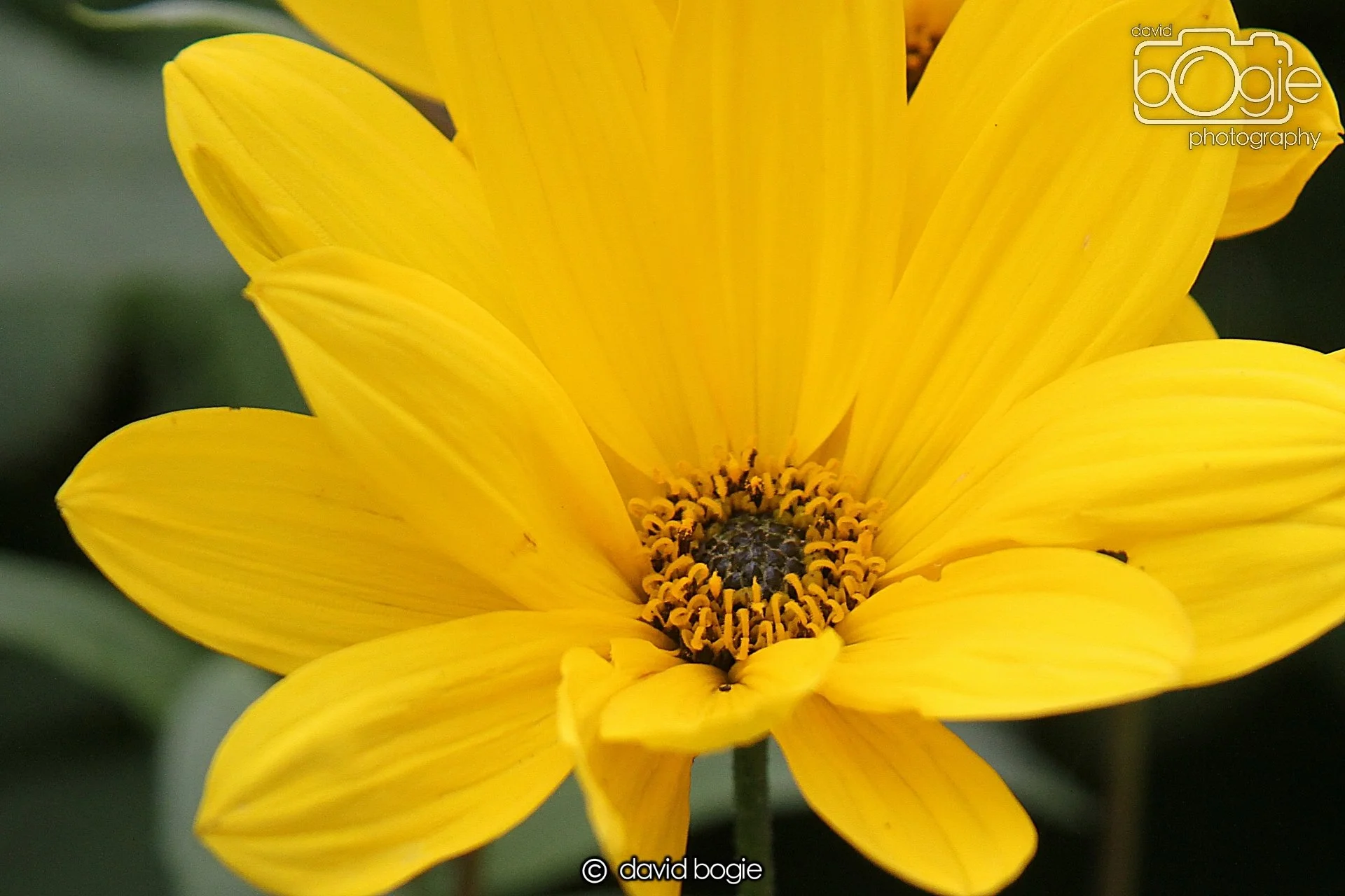 20230814 Kinghorn 141752 0232.jpg