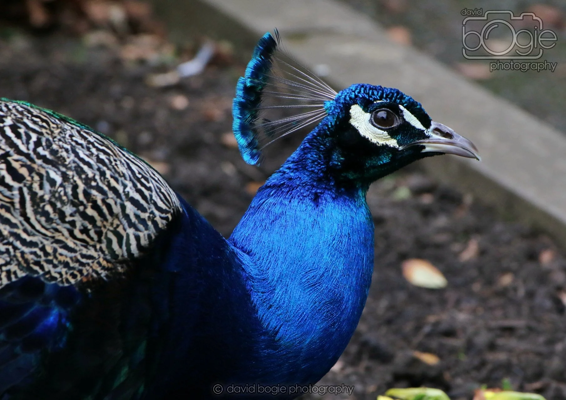 20260324 121943 Pittencrieff Park 0065.jpg