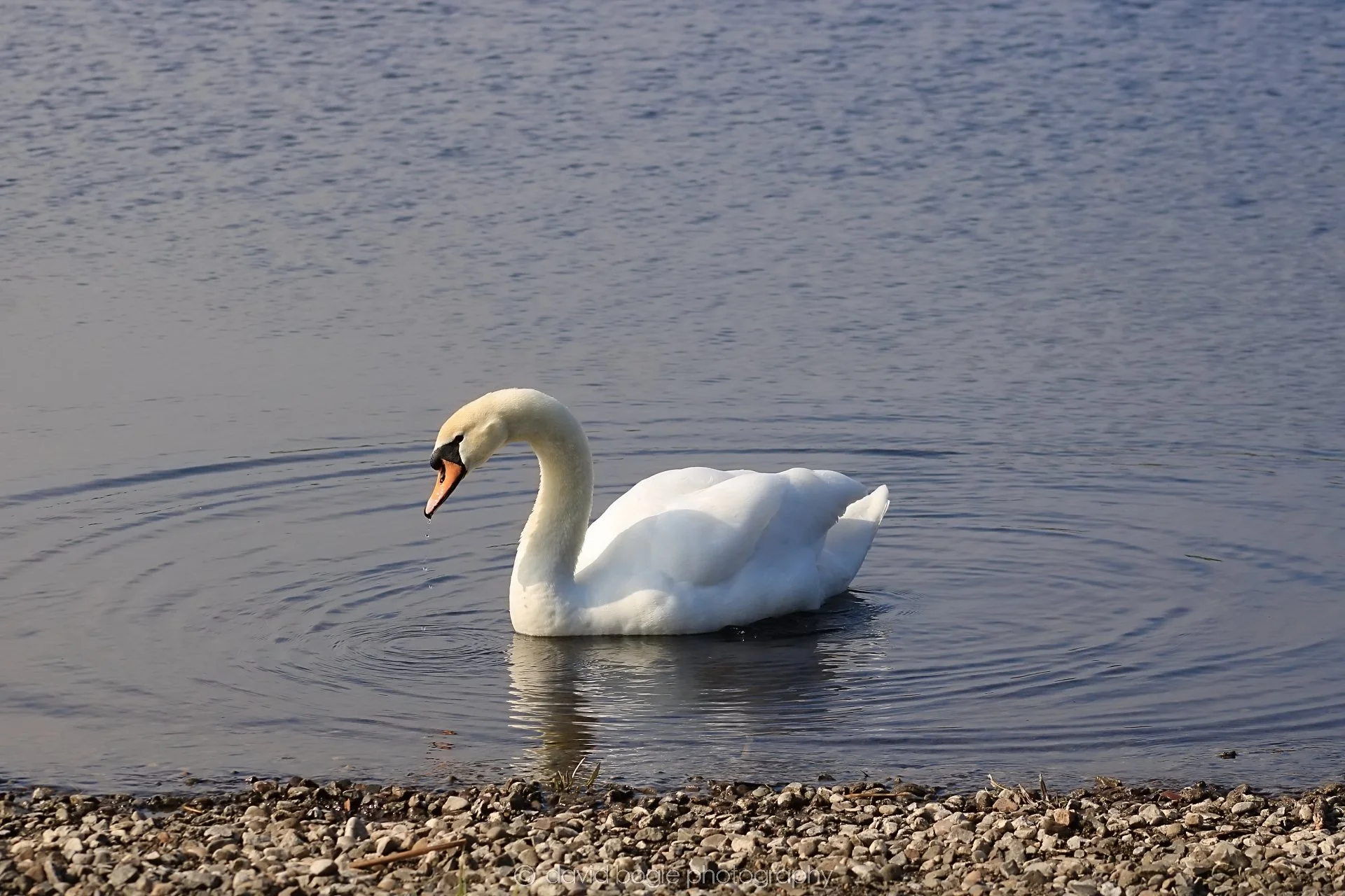 20190405 105112 Lochore 0023.jpg