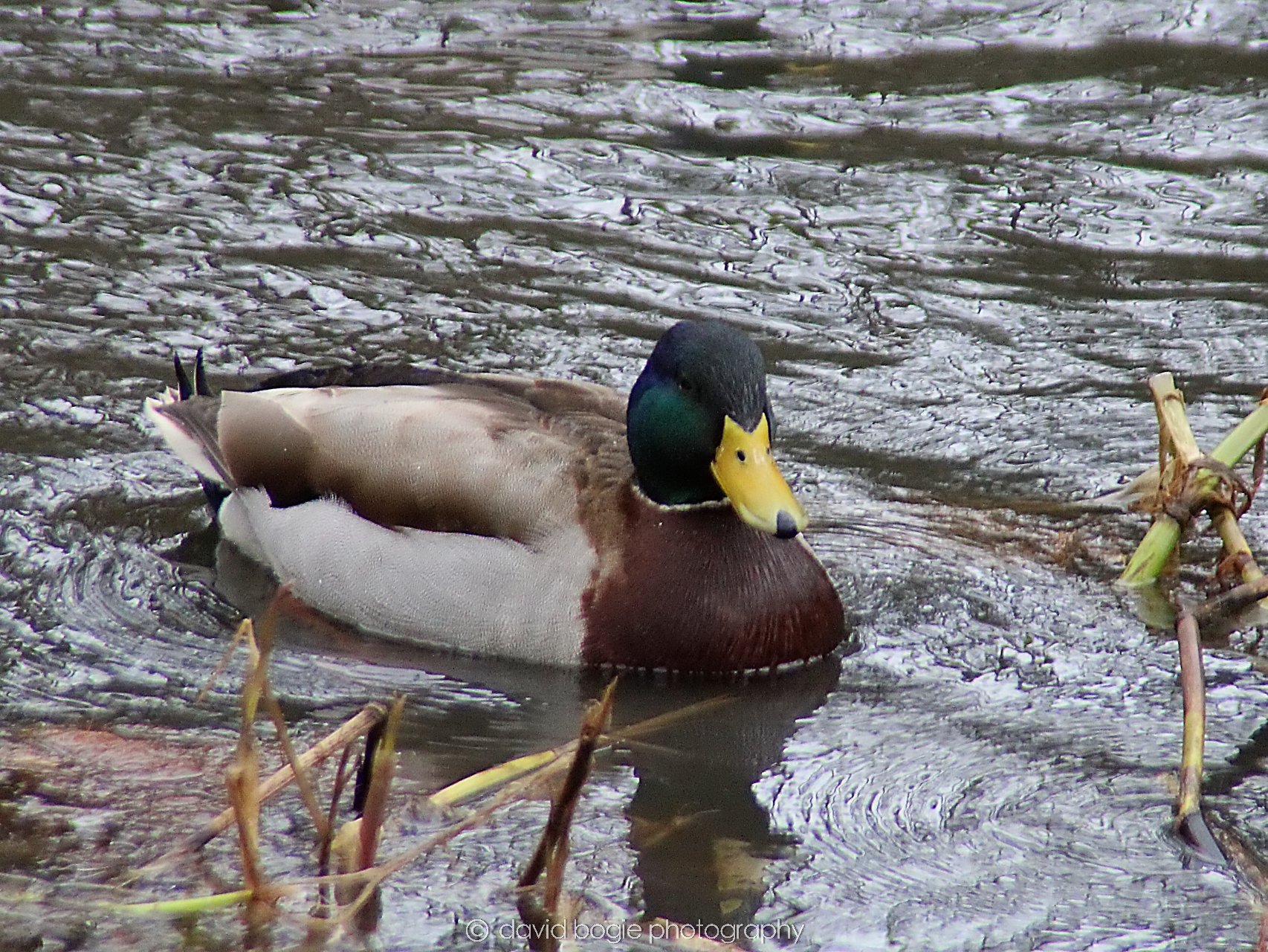 YEAR20230215 Lochore IMG_0106.jpg