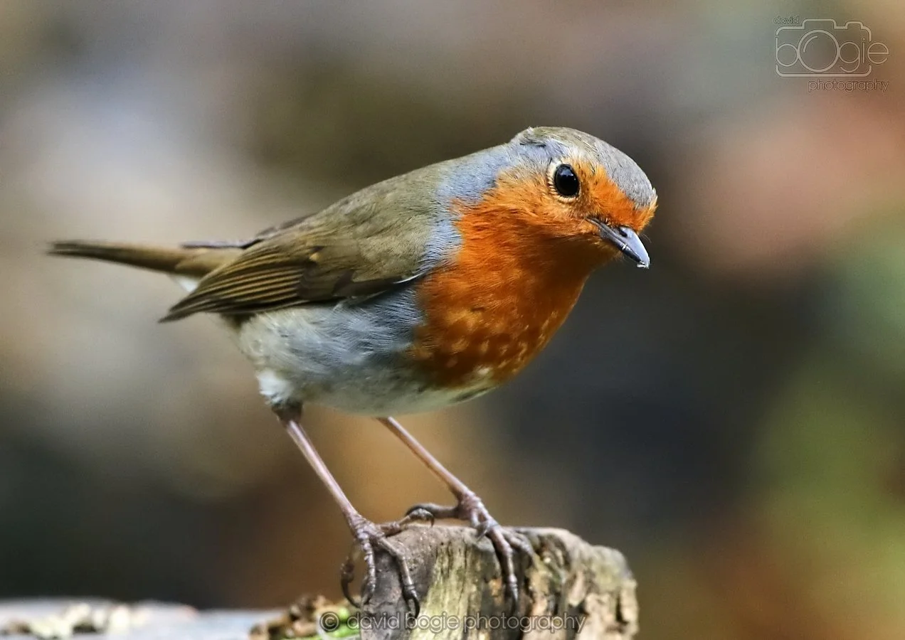 20260314 141846 Silverburn 0194.jpg