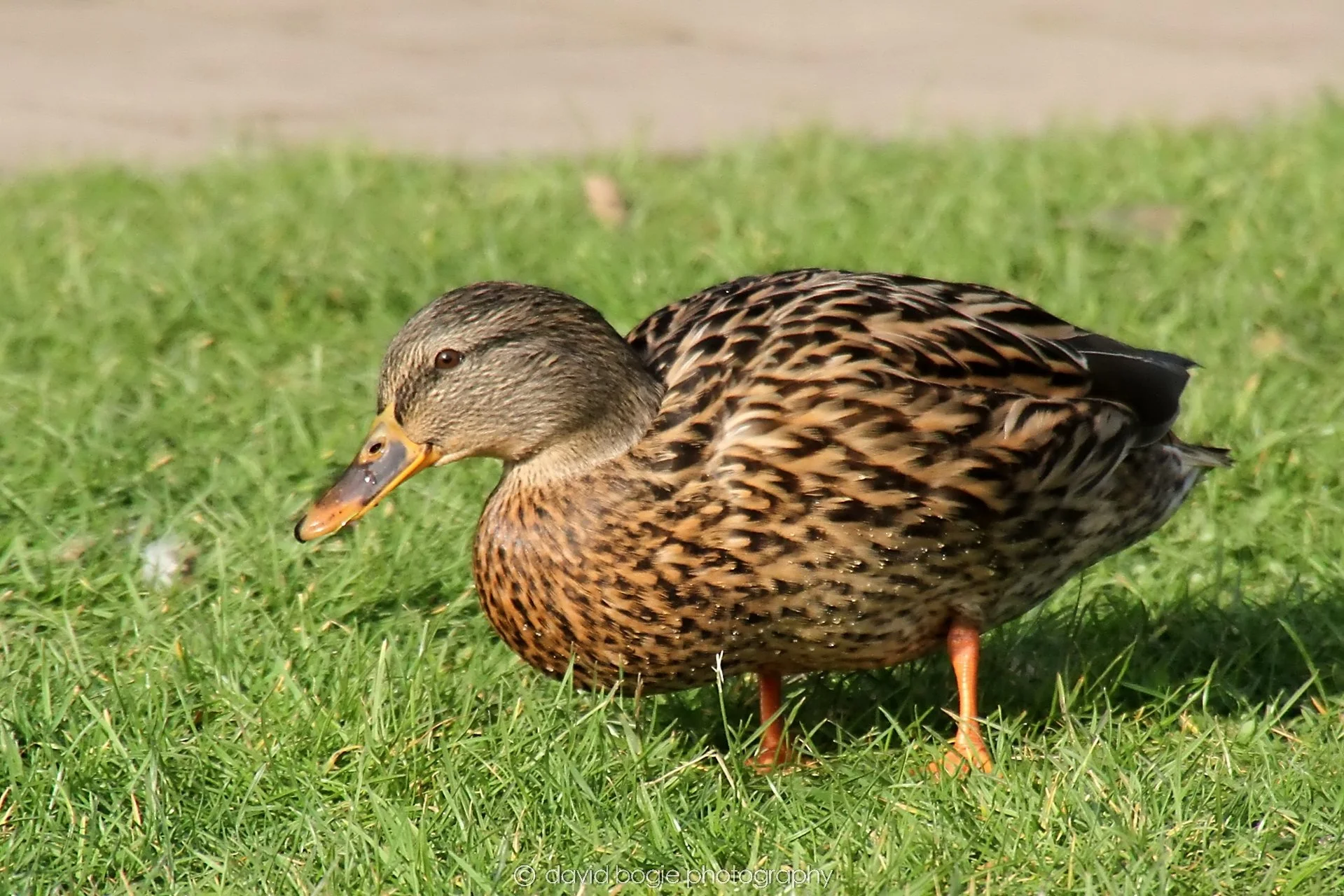 YEAR20231023 Lochore Meadows 133602 0497.jpg