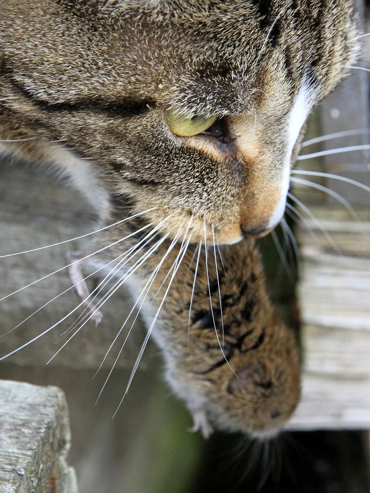 CATS 0432.jpg
