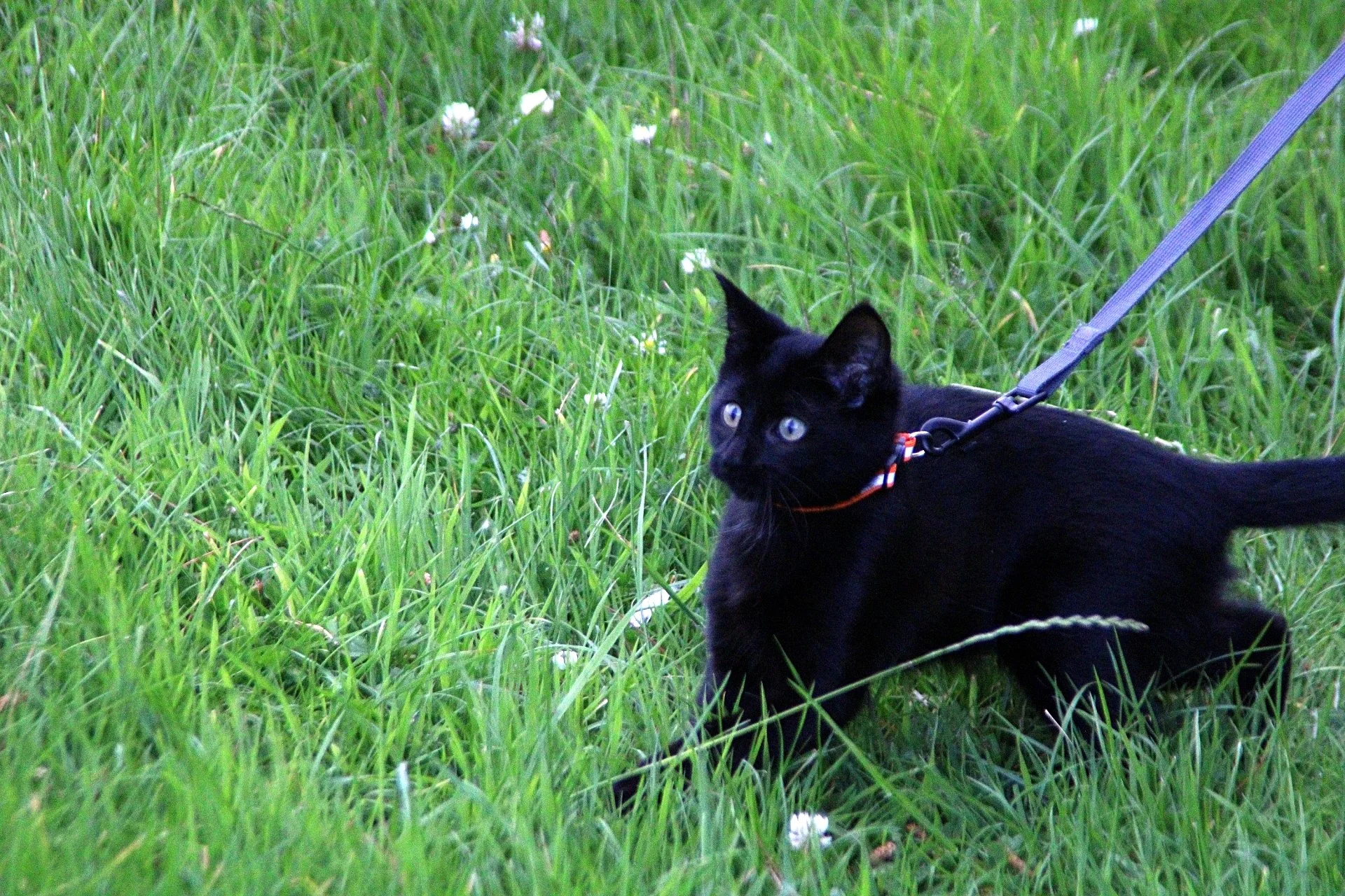 CATS 0170.jpg
