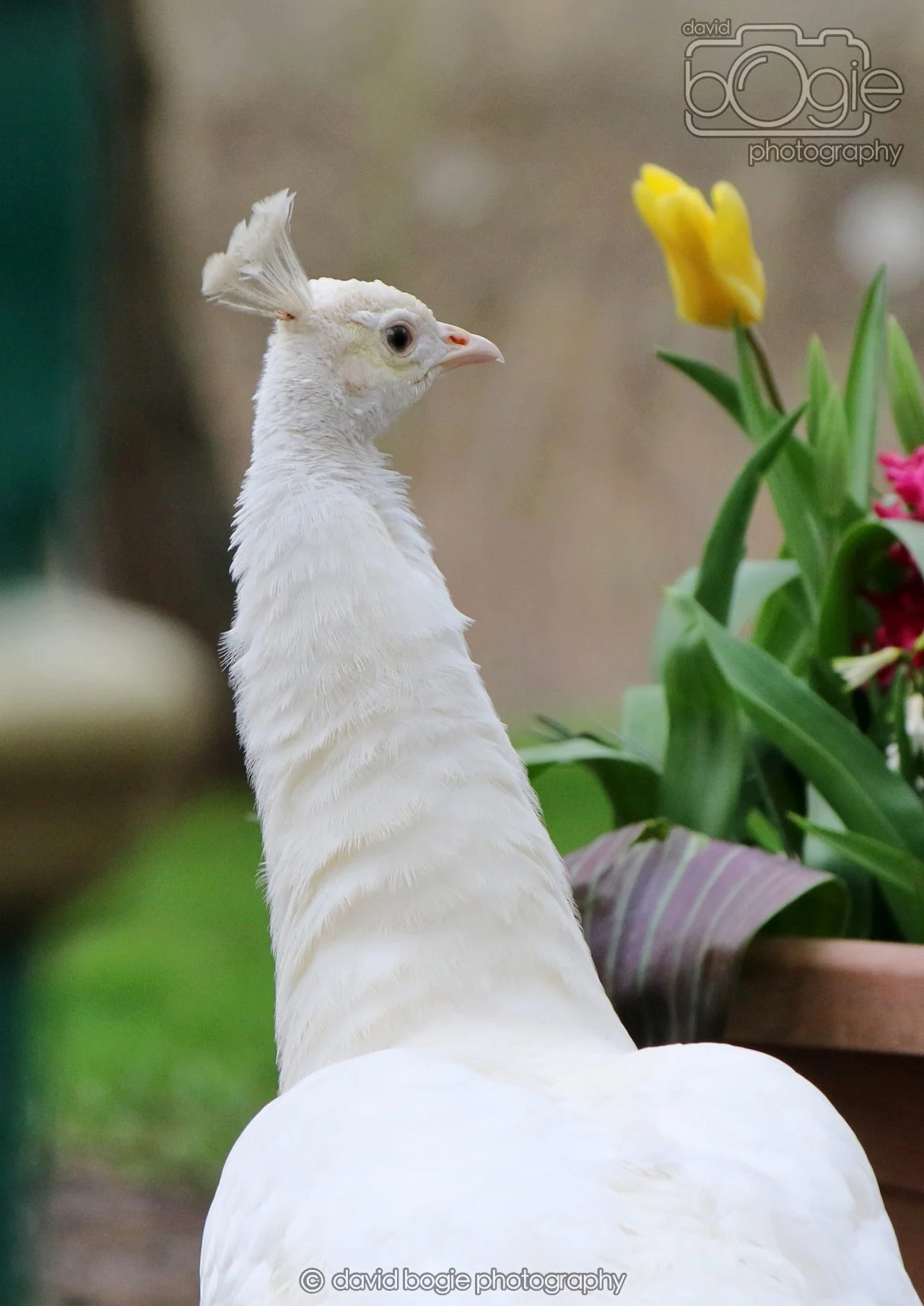 20260324 123821 Pittencrieff Park 0269.jpg