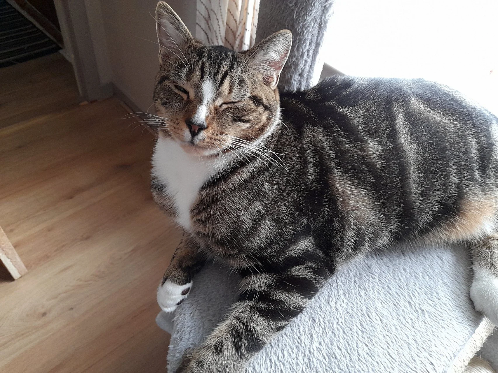 CATS 0136.jpg