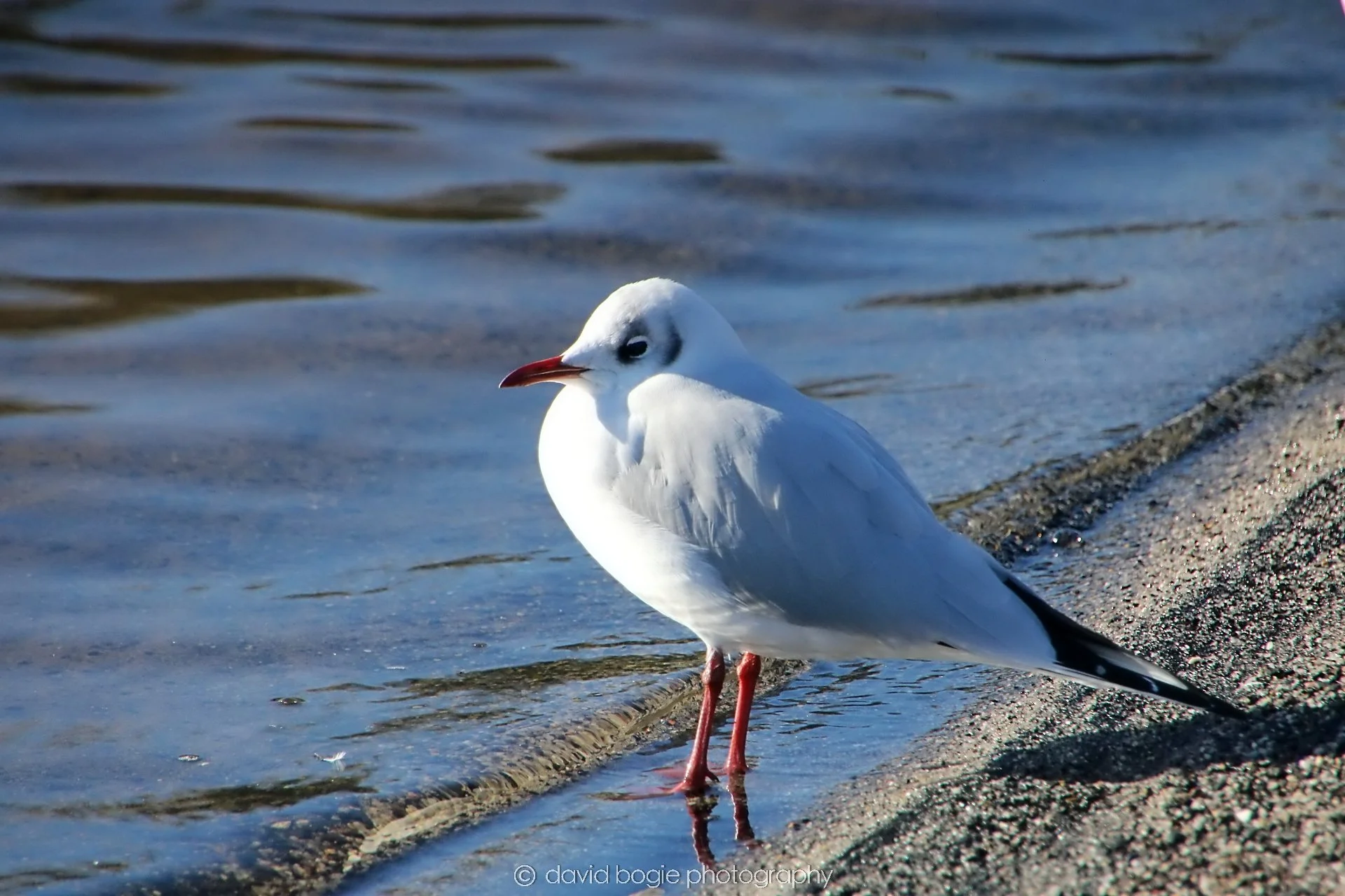 YEAR20240207 Lochore Meadows 0235.jpg