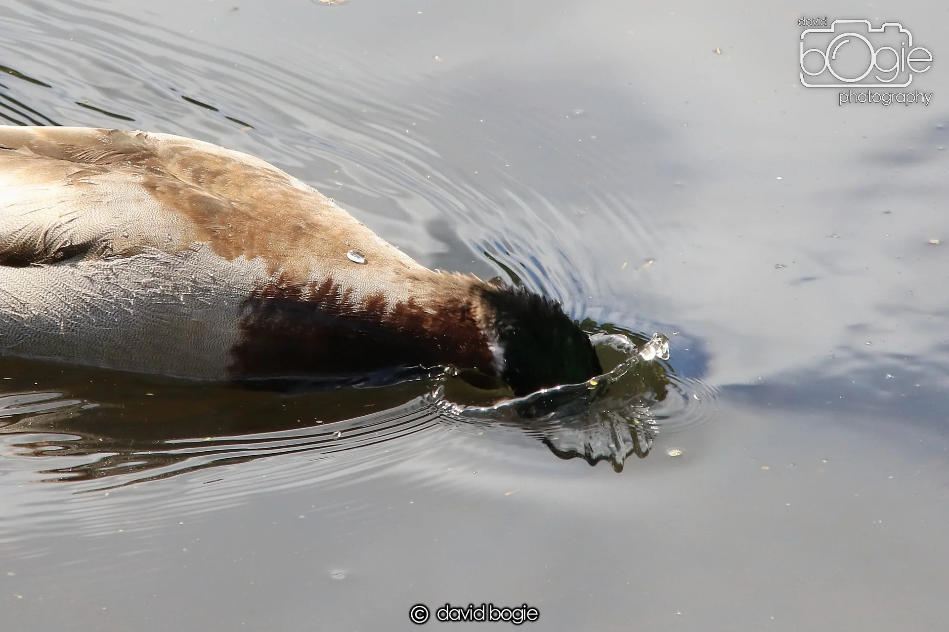 20250505 132706 Beveridge Park 0894.JPG