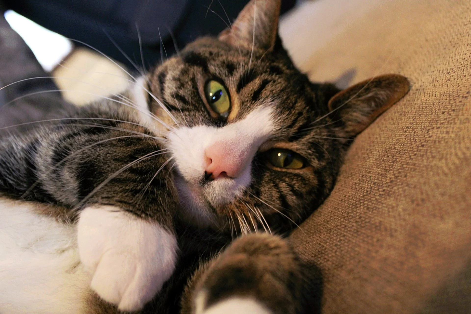 CATS 0024.jpg