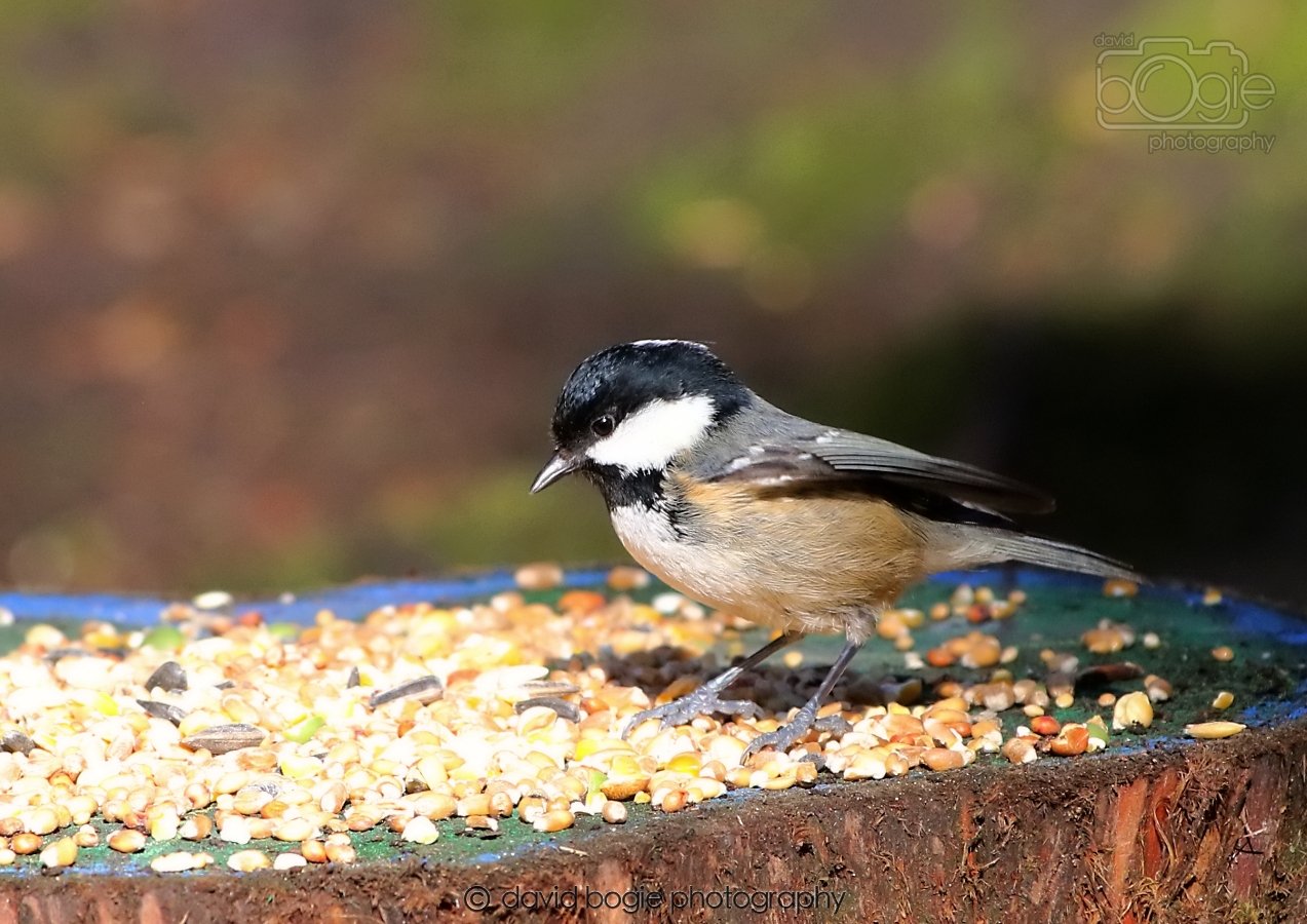 20260306 115159 Dunnikier 0307.jpg