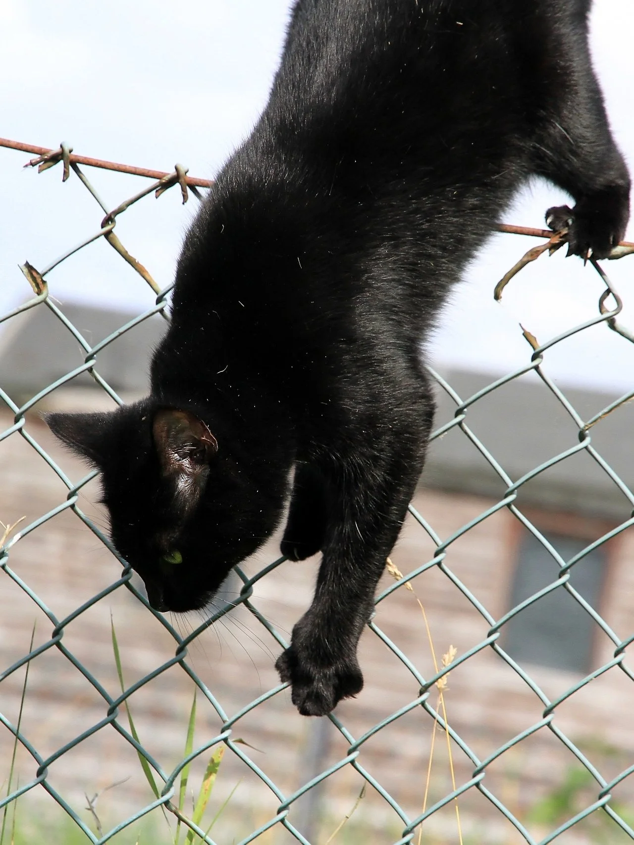 CATS 0441.jpg