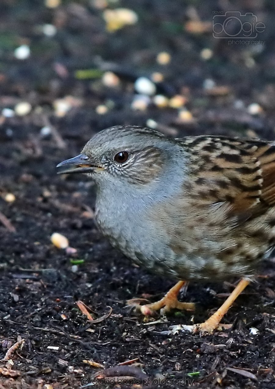 20260306 114848 Dunnikier 0290.jpg