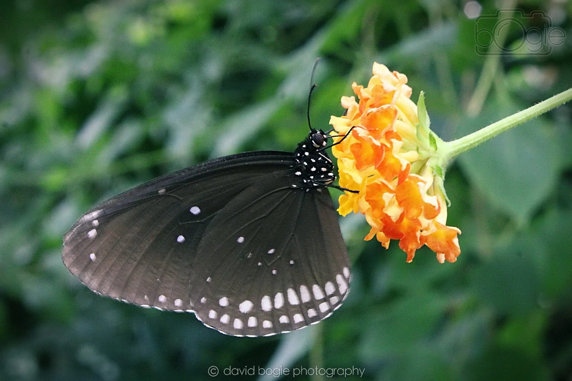 20191019 130319 Butterfly World 0037.jpg