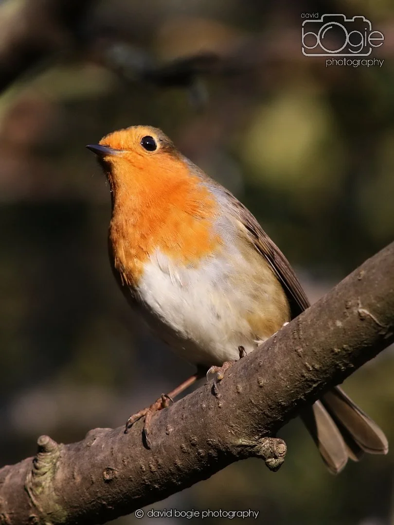 20251231 135342 Silverburn 0347b.jpg