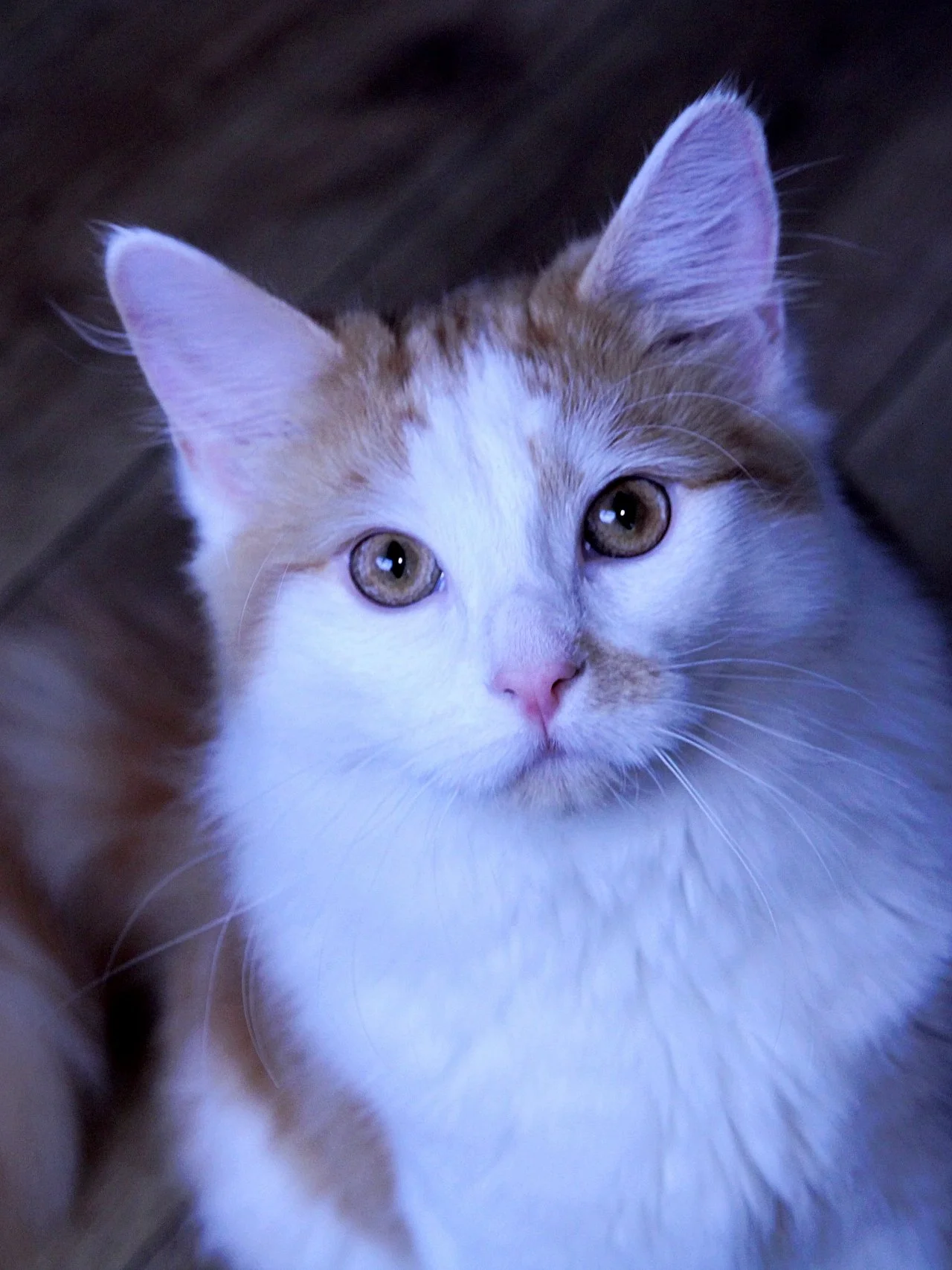CATS 0450.jpg