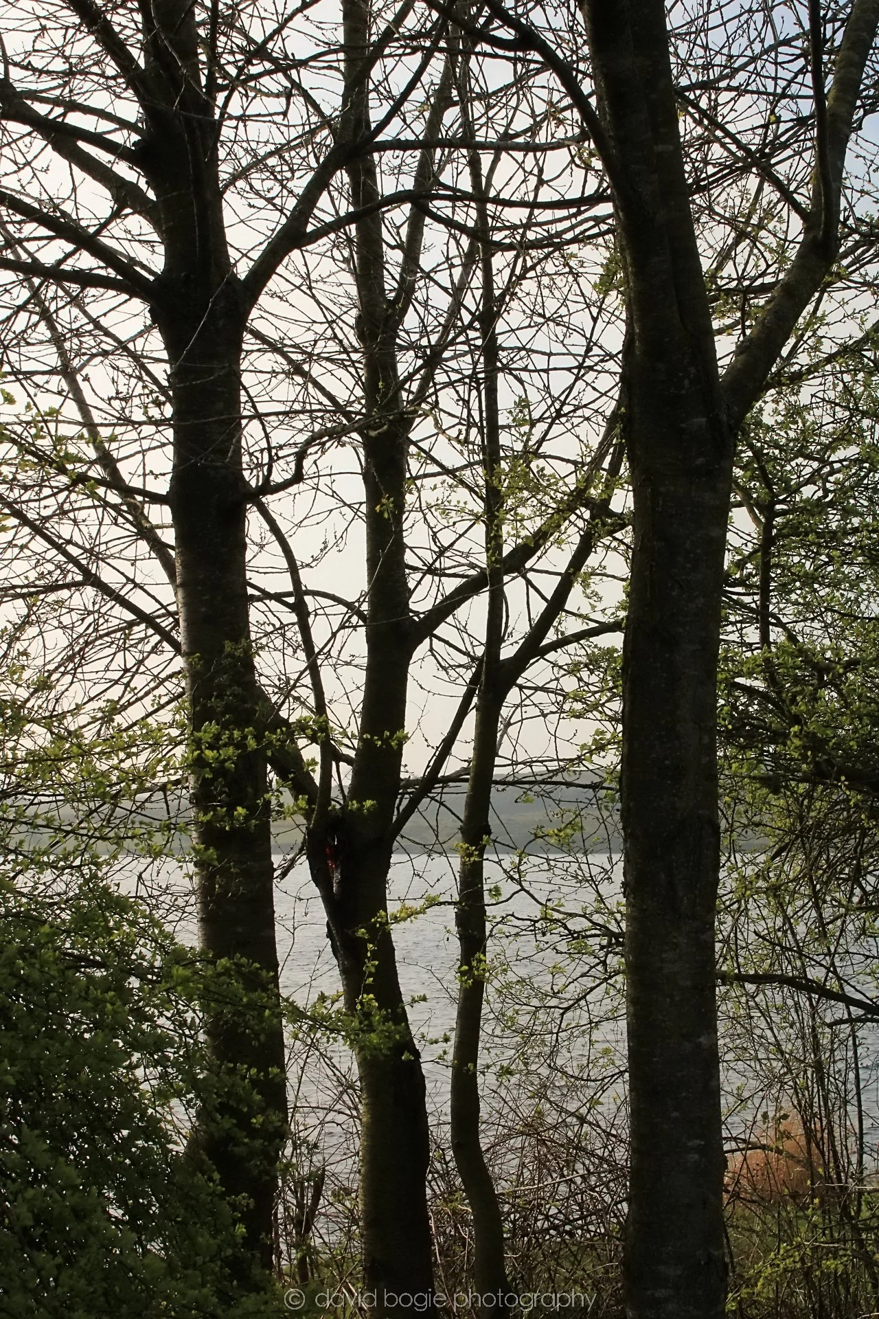 20190405 082234 Lochore 0002.jpg