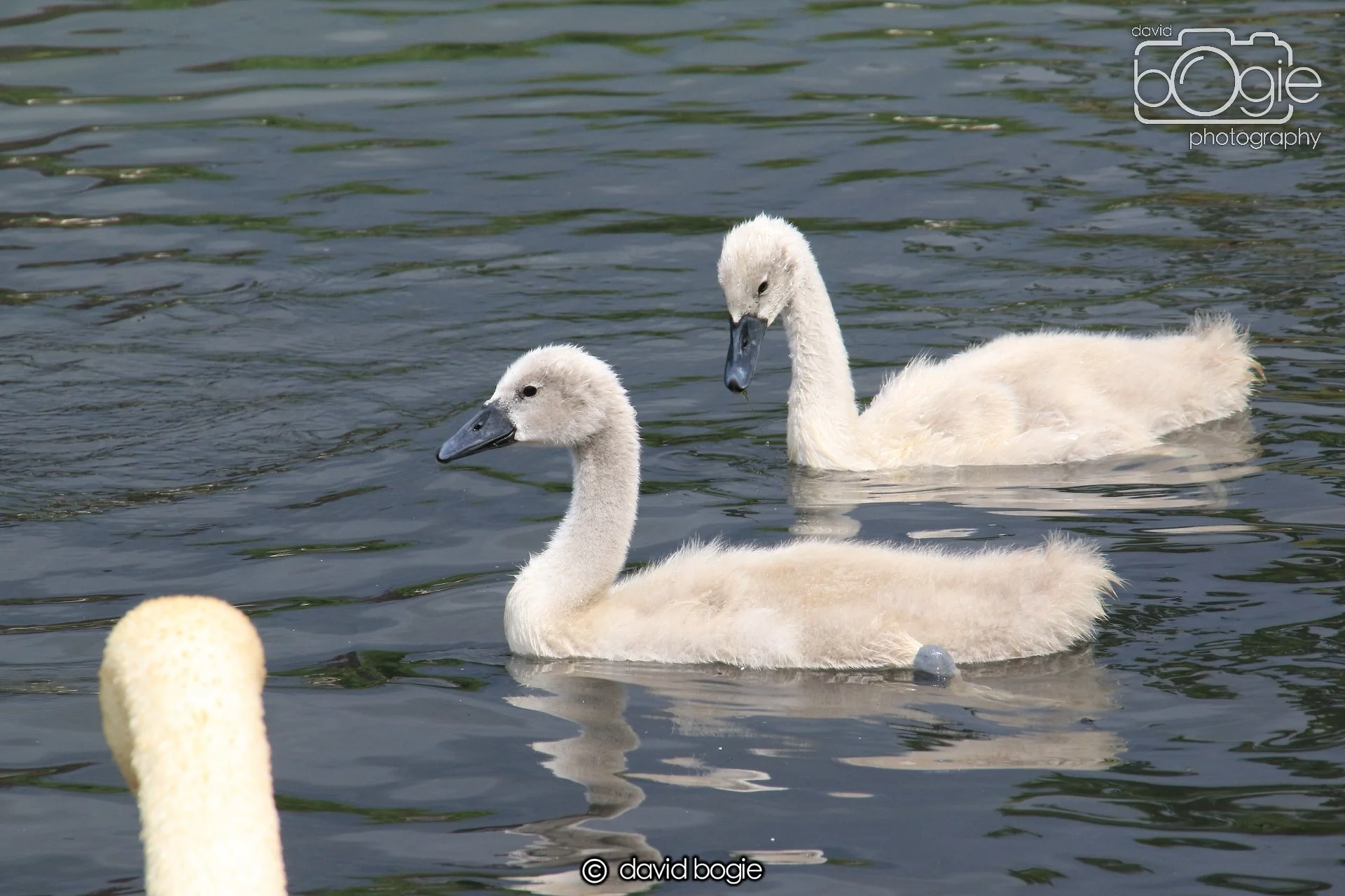 20250613 113857 Beveridge 0003.JPG