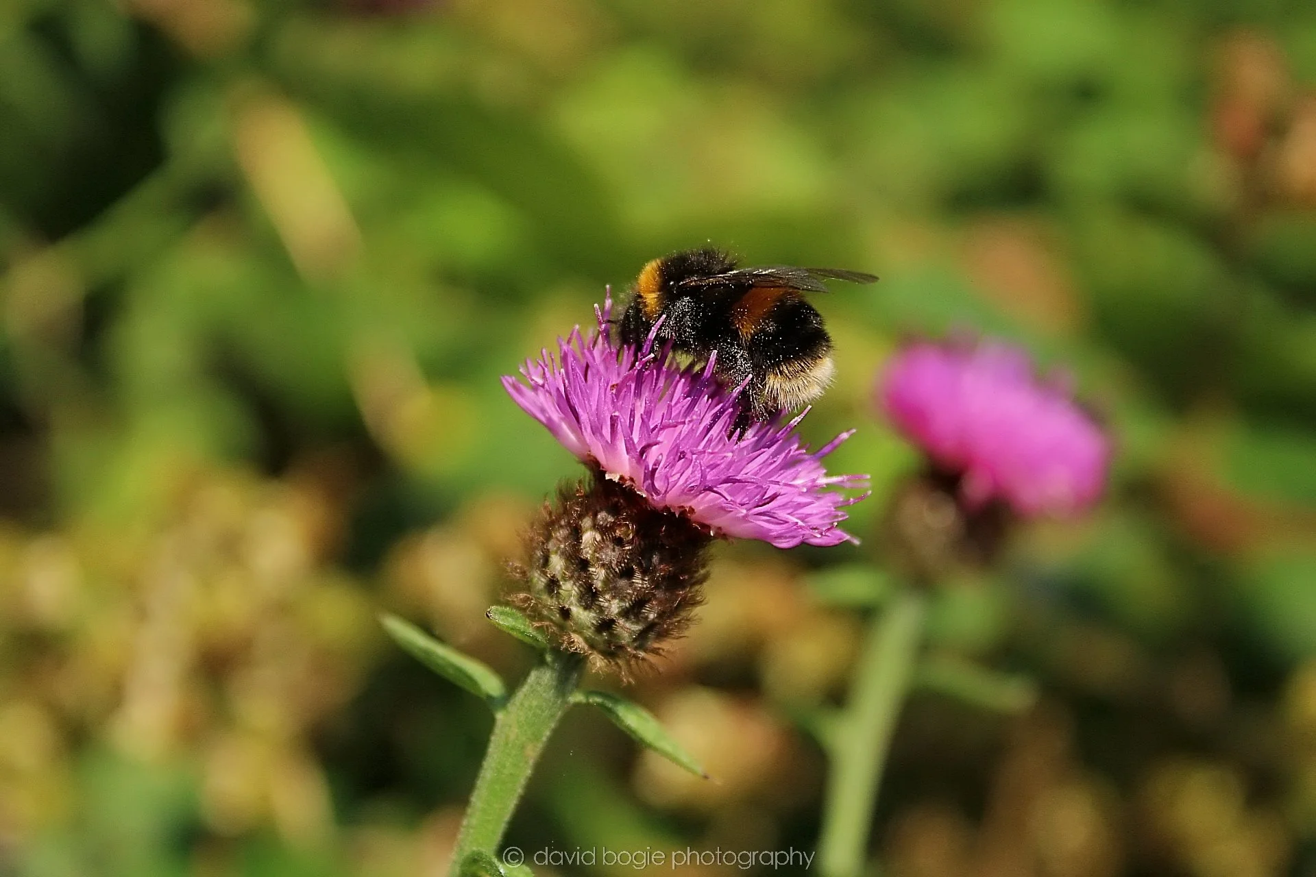20190825 132526  Kirkcaldy 0011.jpg