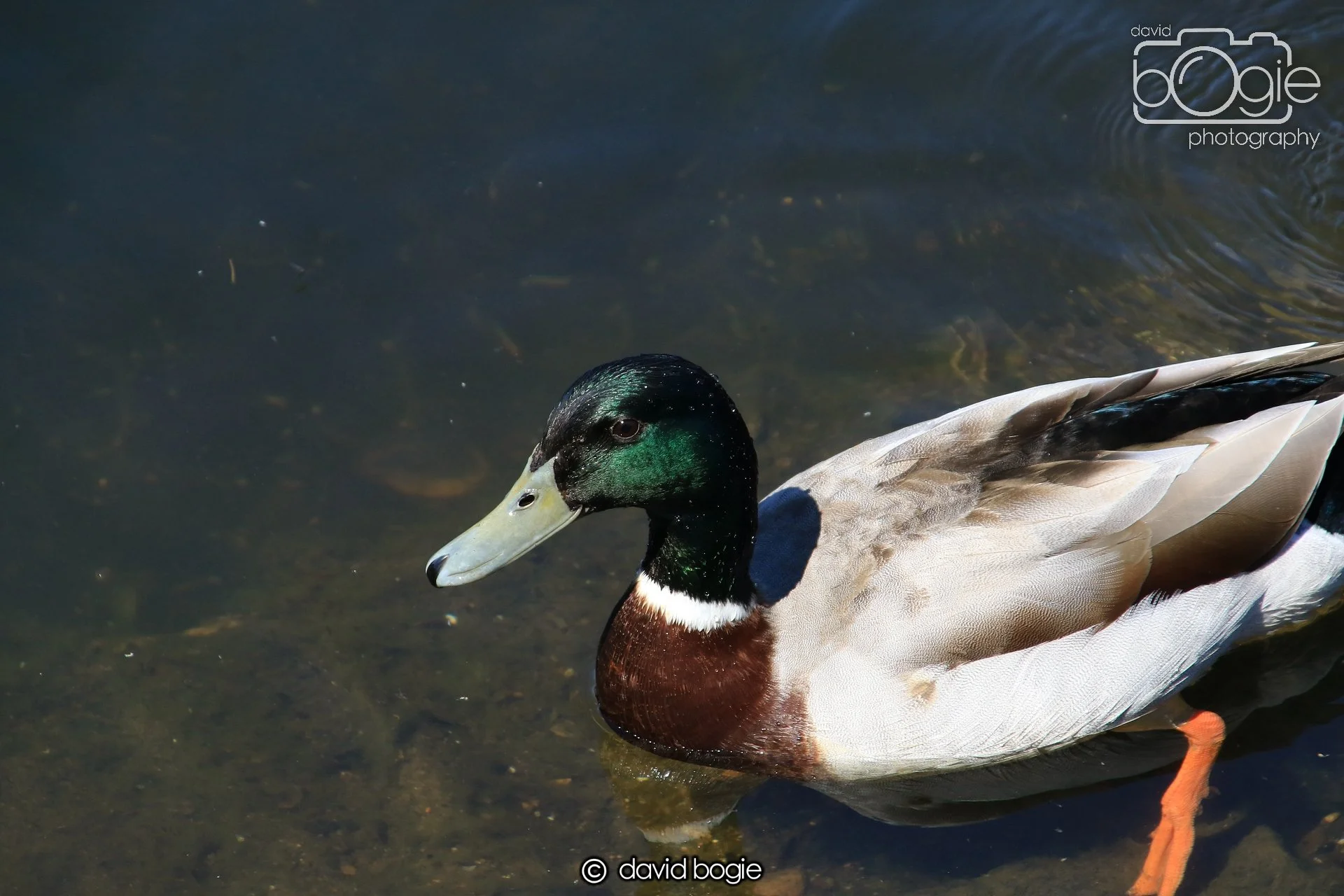 20250517 123300 Beveridge Park 0498.JPG