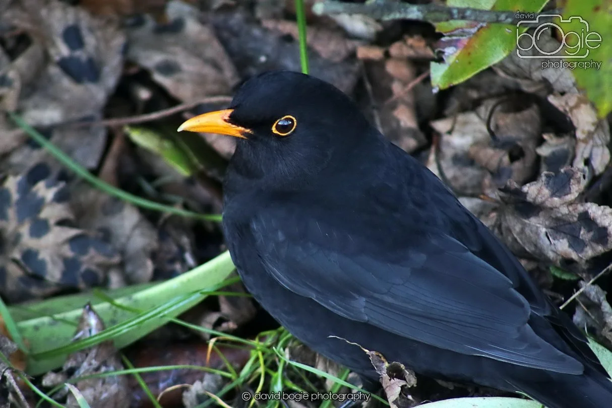 20260103 112848 Beveridge Park 0083.JPG