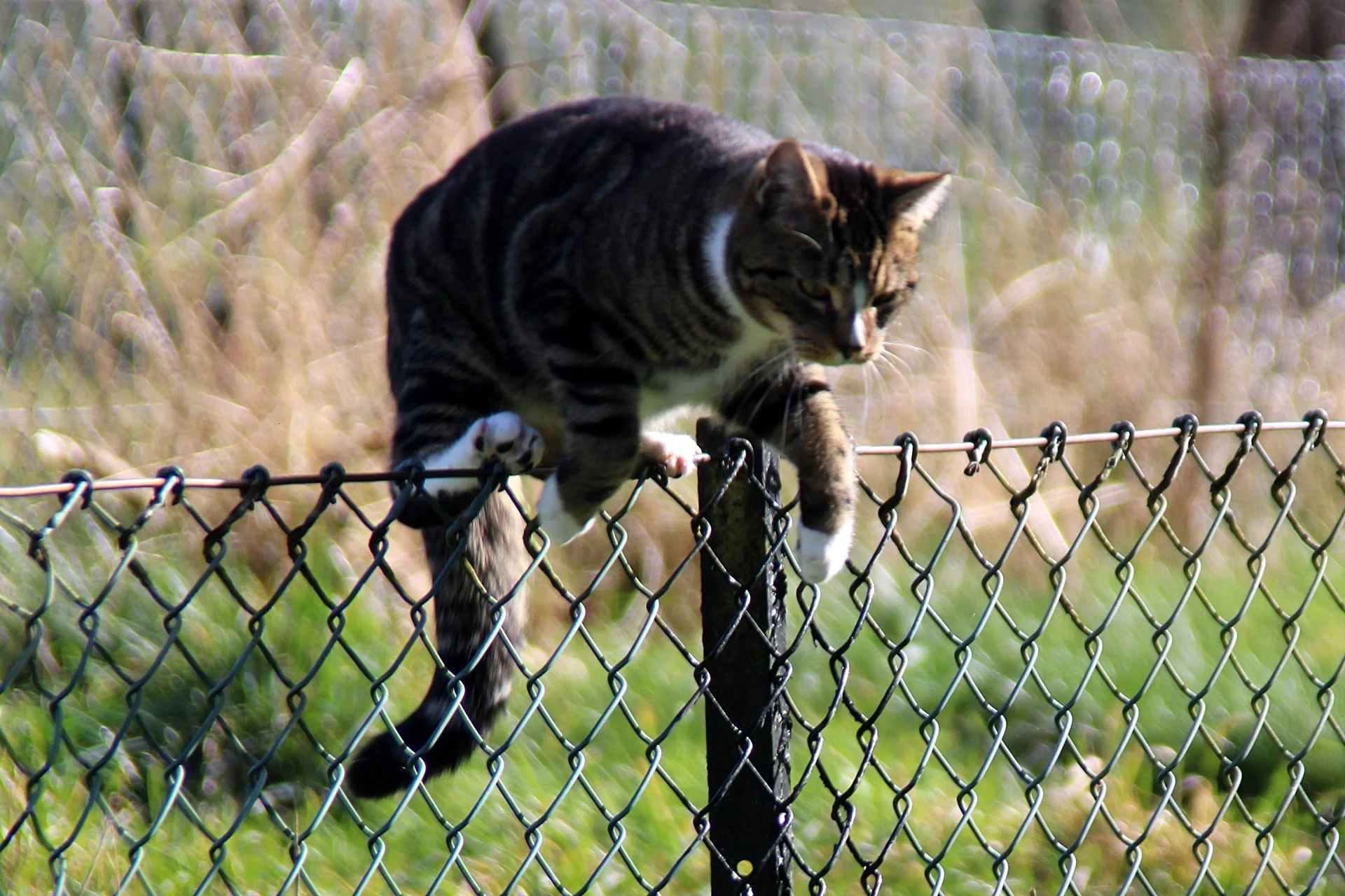 CATS 0155.jpg