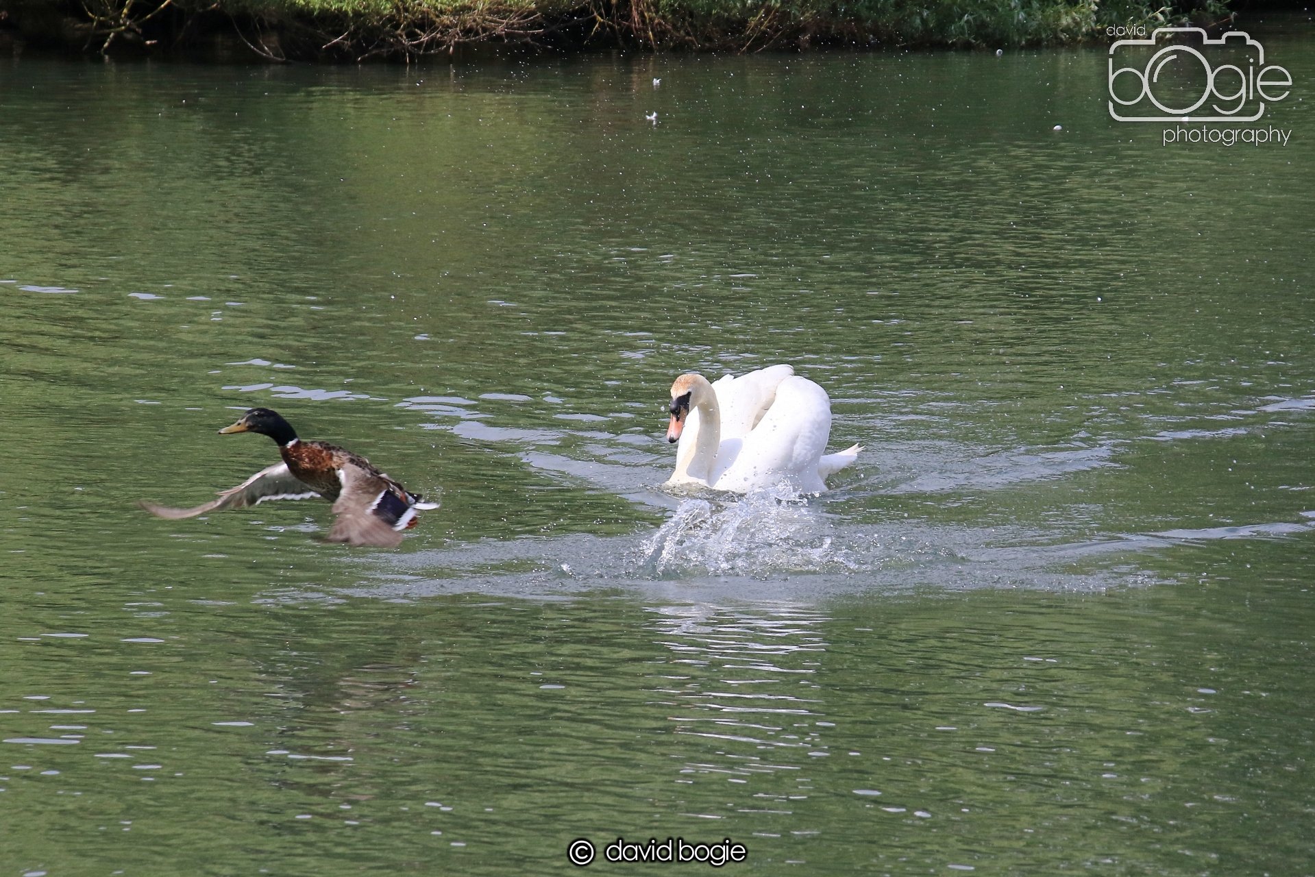 20250613 114819 Beveridge 0034.JPG