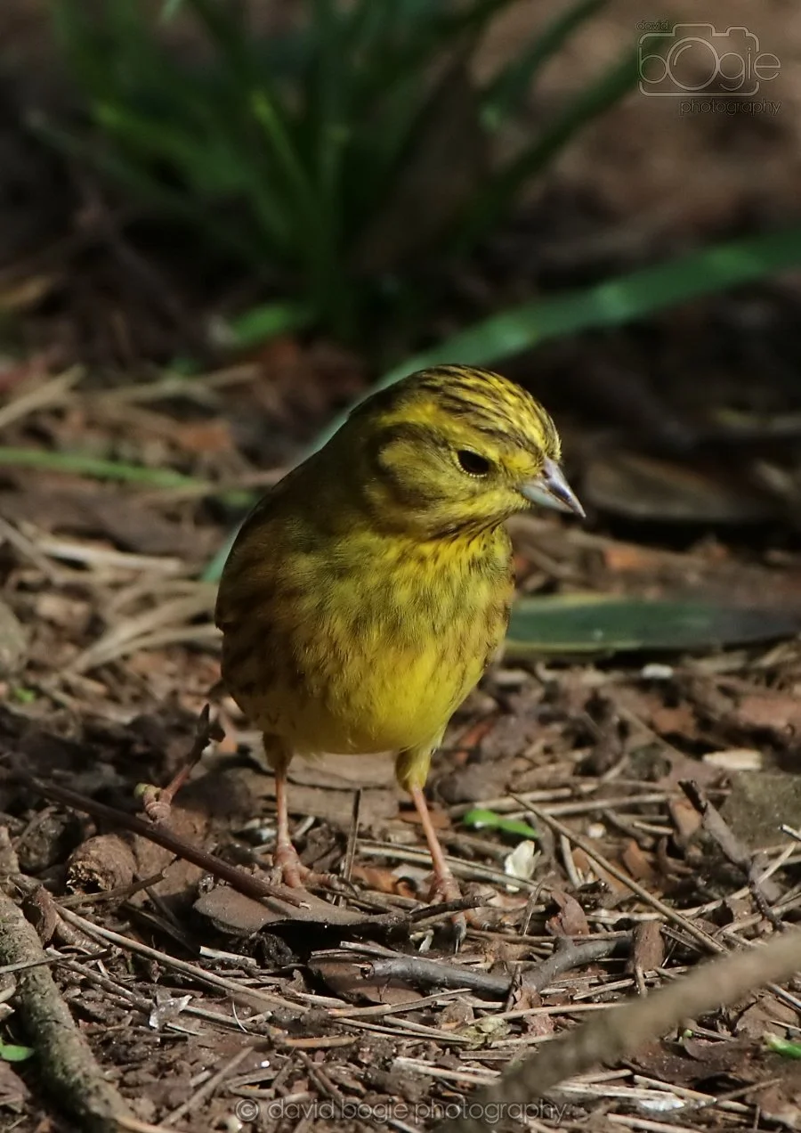 20260314 142957 Silverburn 0292.jpg