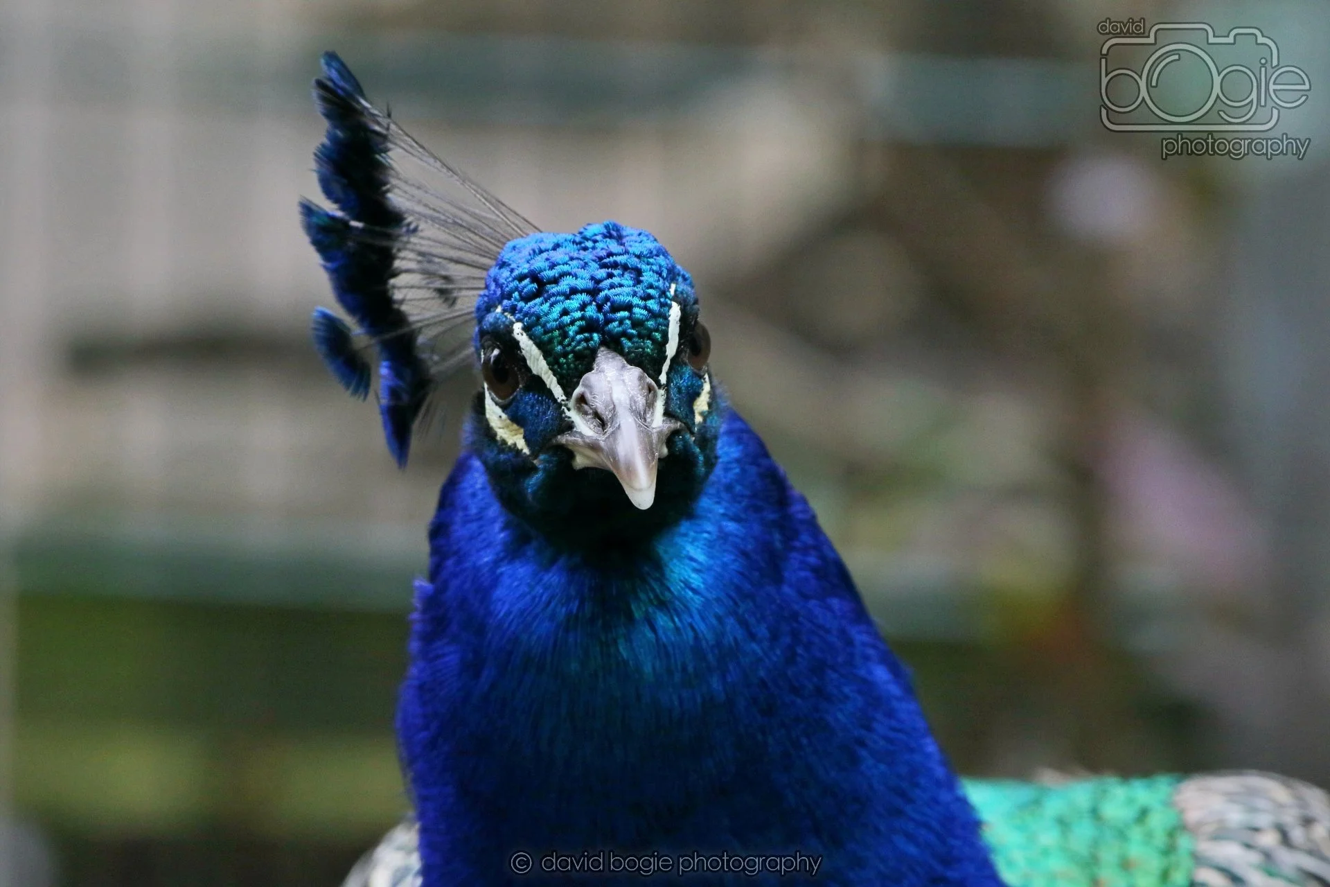 20260324 123350 Pittencrieff Park 0234.jpg