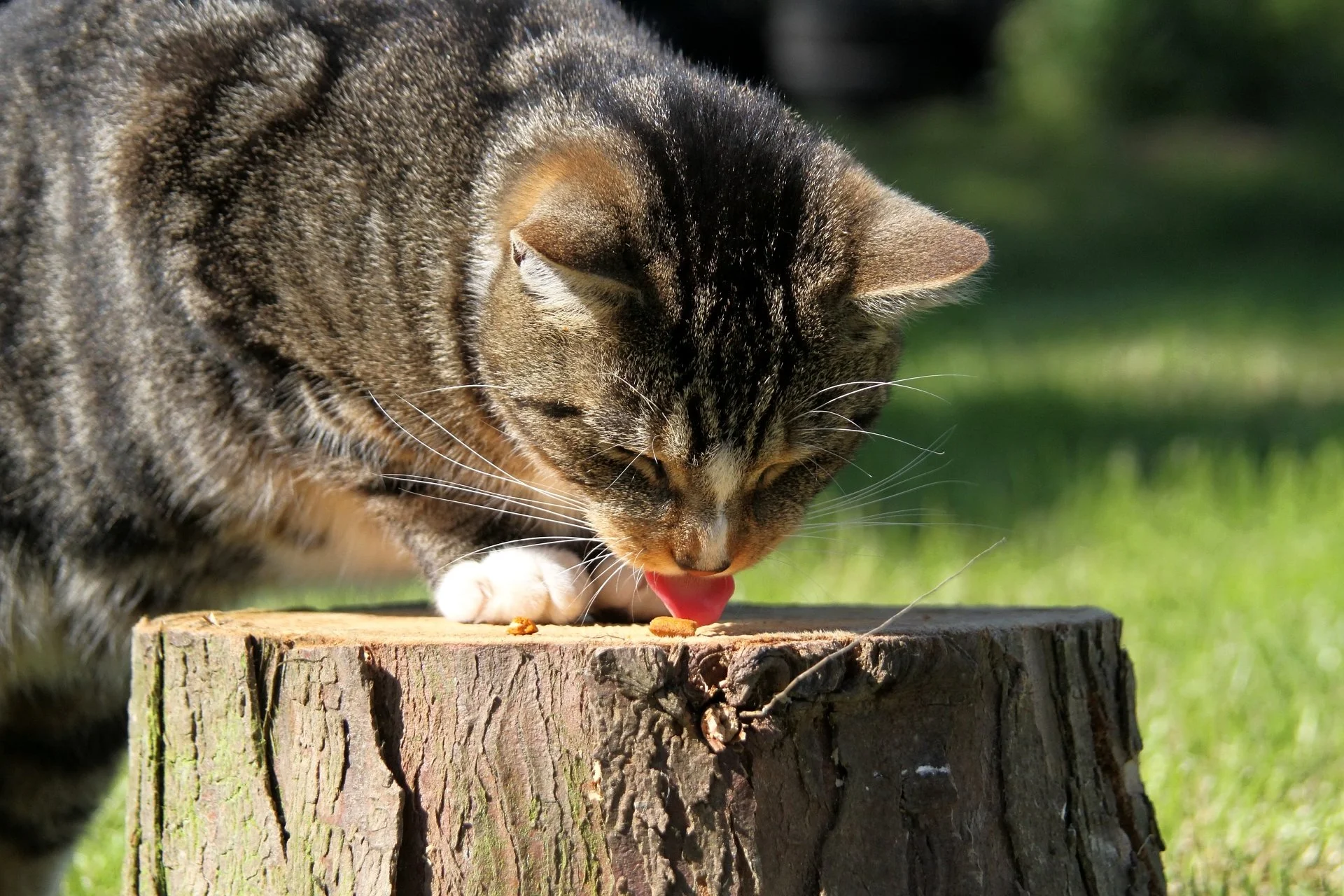 CATS 0376.jpg