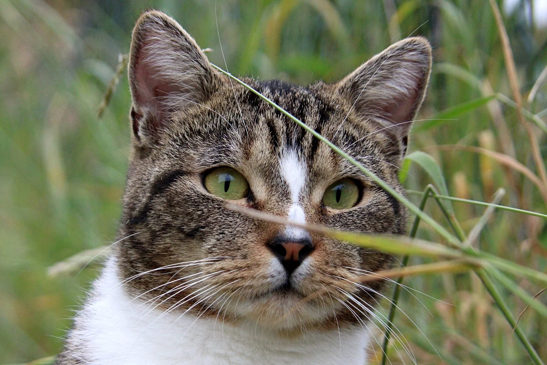 CATS 0196.jpg