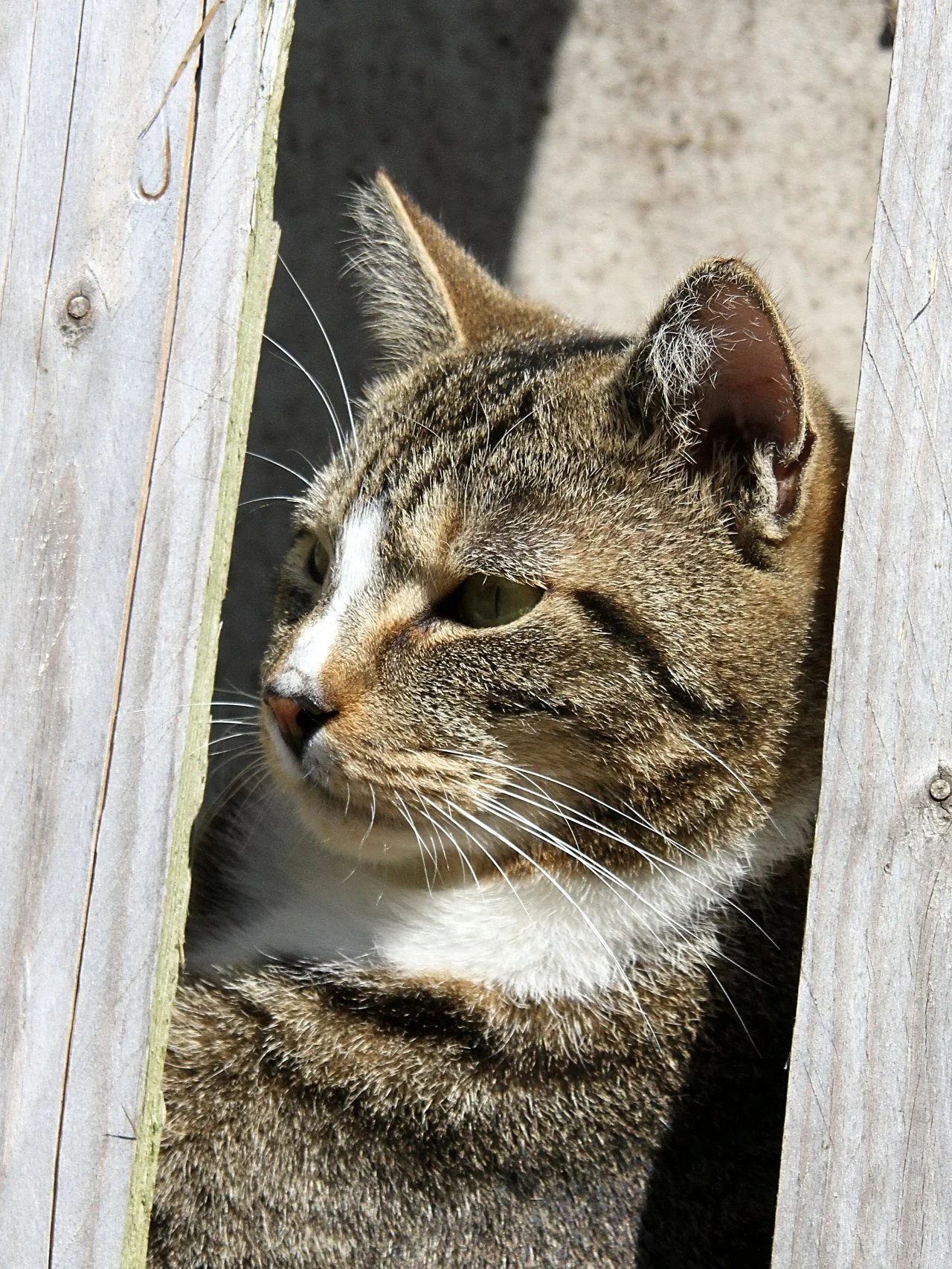 CATS 0417.jpg