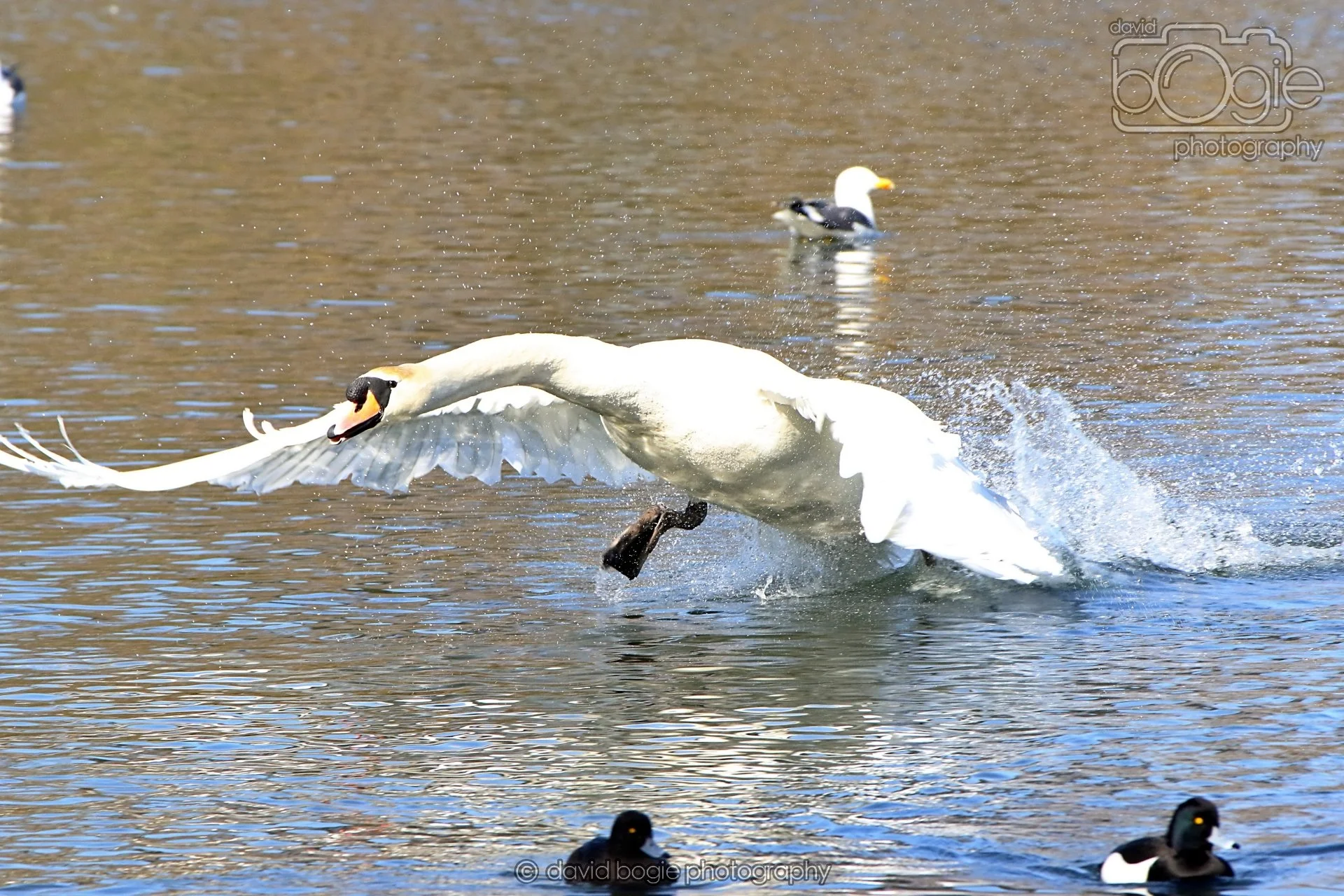 20260319 113606 Beveridge Park 0169.jpg