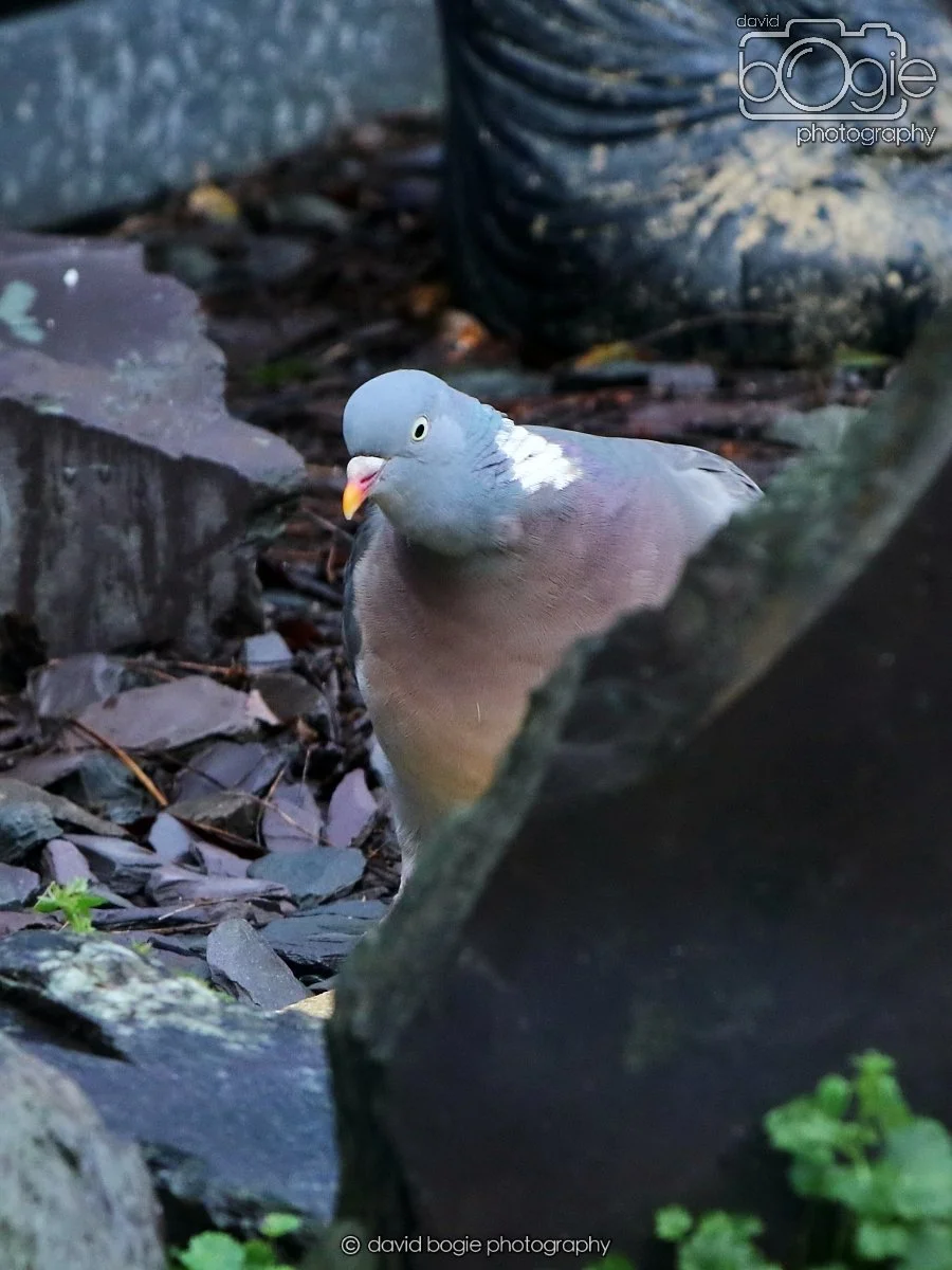 20260113 131818 Kirkcaldy 0089.JPG