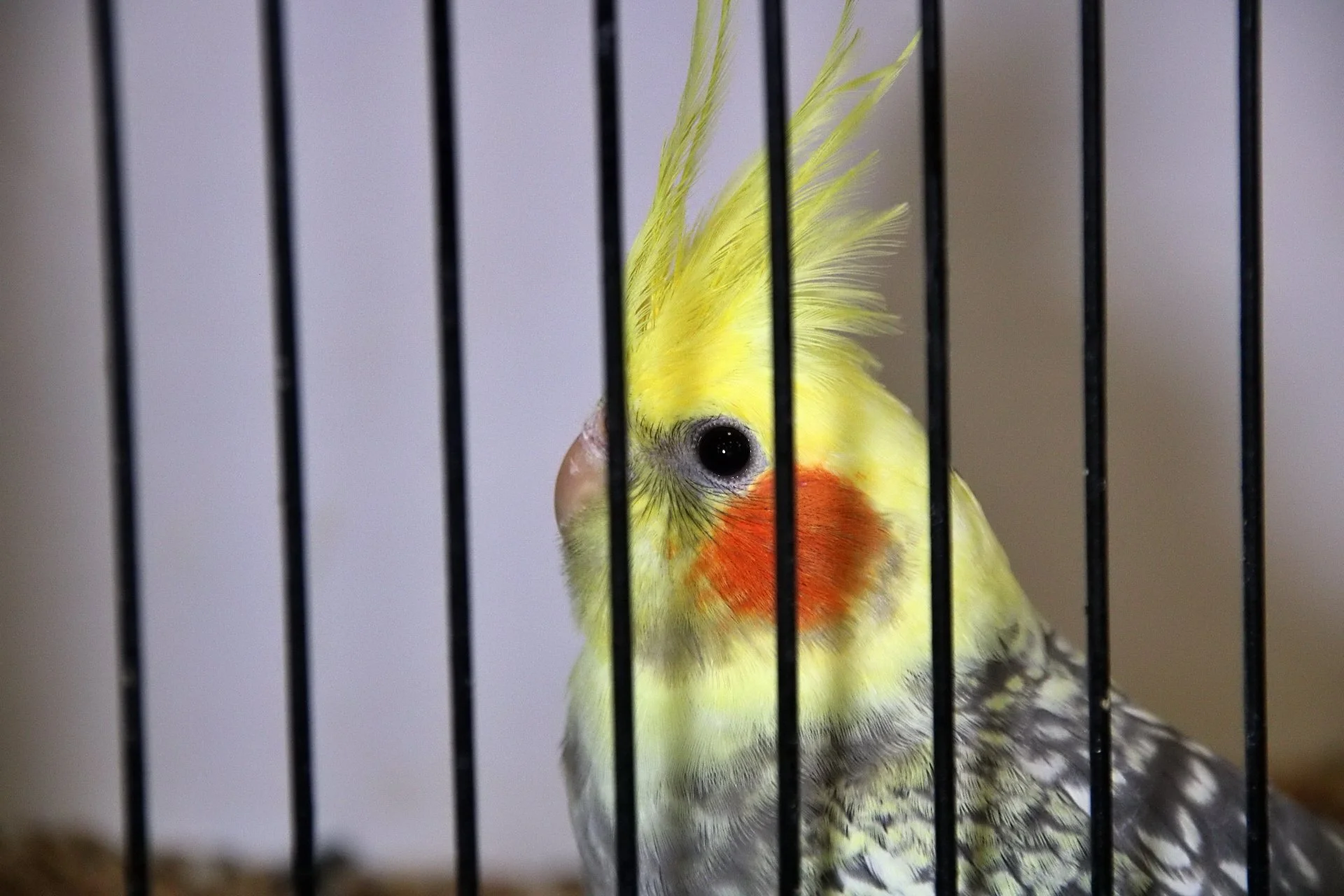 20241103 134754 MCBS Show 0662.JPG