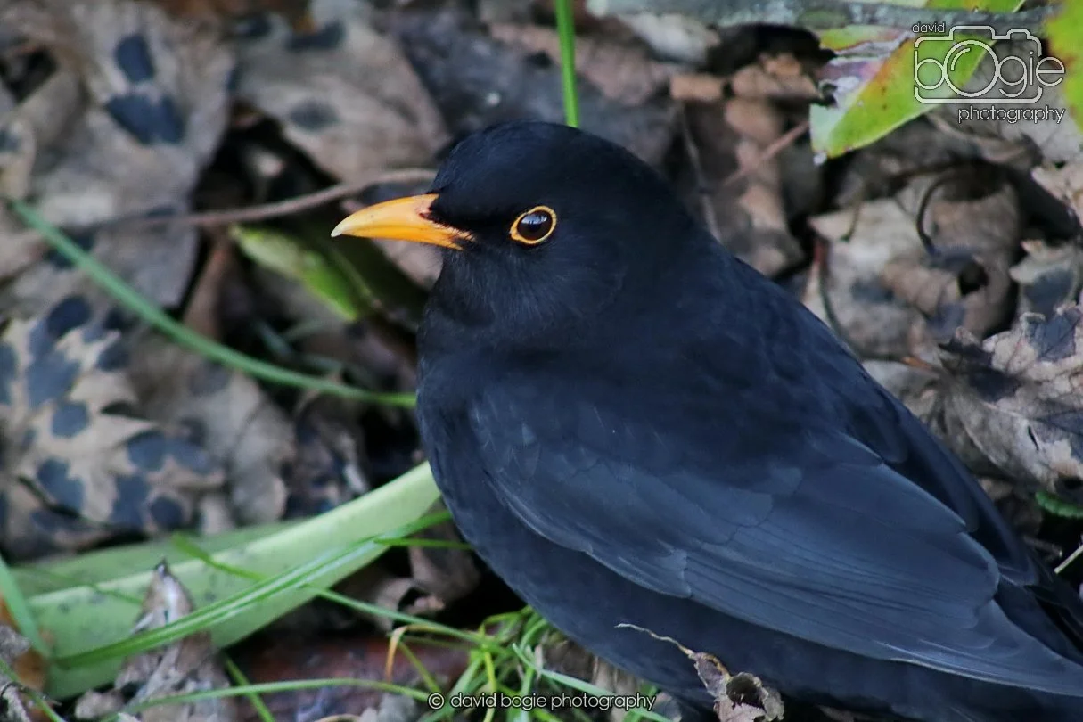 20260103 112848 Beveridge Park 0082.JPG