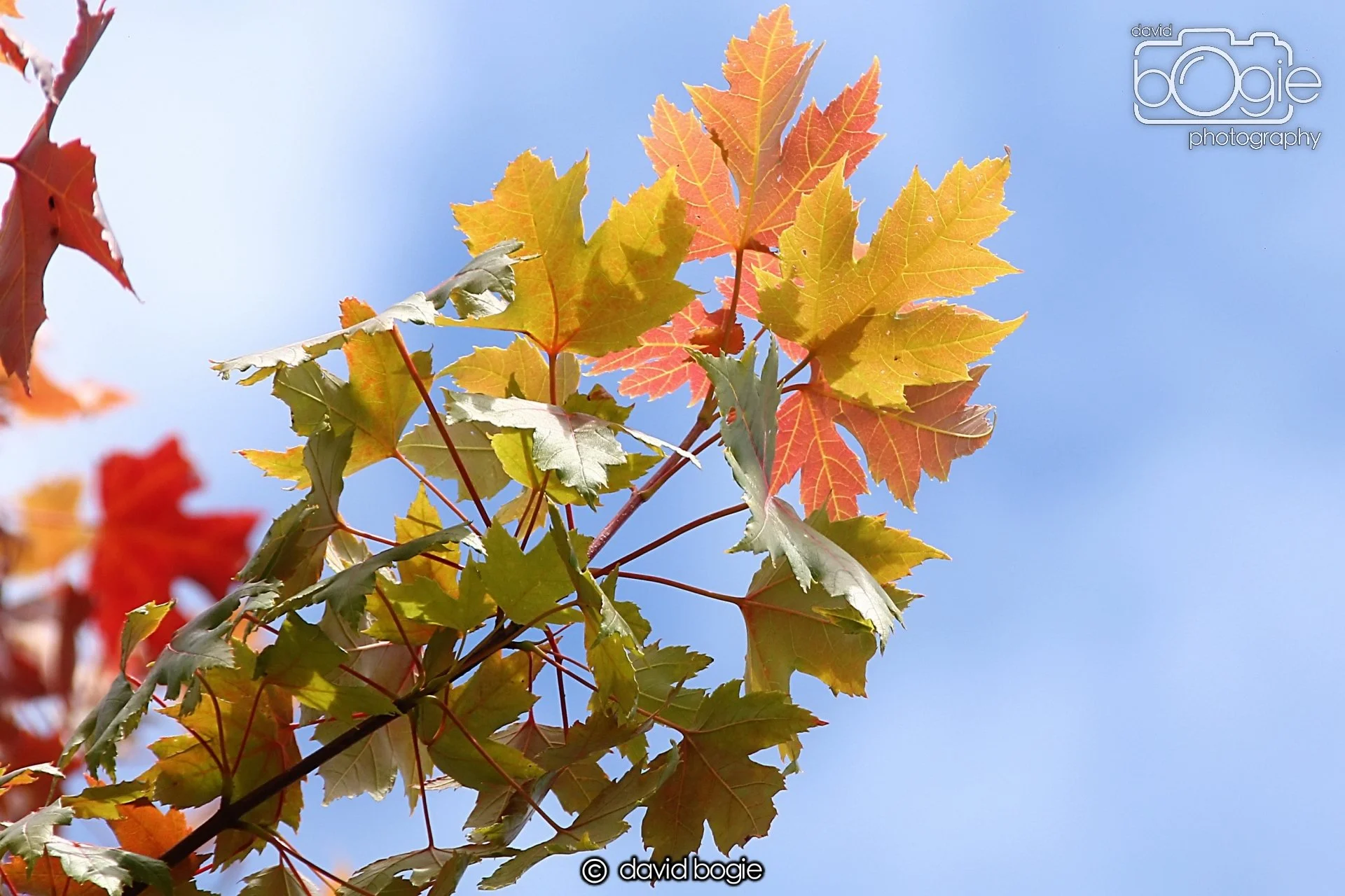 20240722 130428 Beveridge 0066.JPG