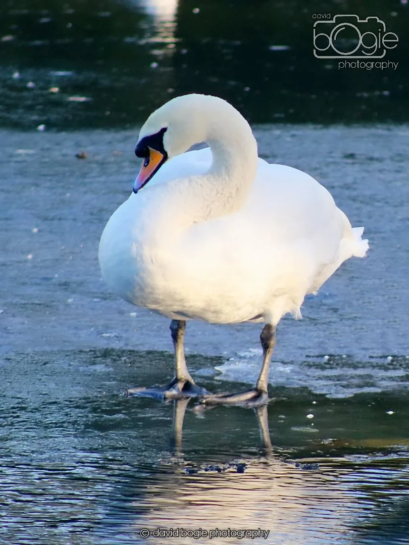 20260103 112610 Beveridge Park 0061.JPG